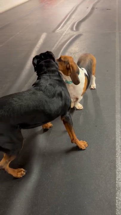 Enlarge Maverick, a Adoptable Rottweiler in Orwigsburg, PA video 5/6