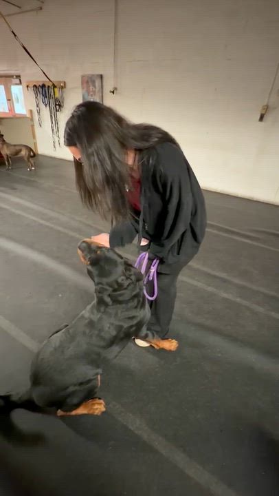Enlarge Maverick, a Adoptable Rottweiler in Orwigsburg, PA video 6/6