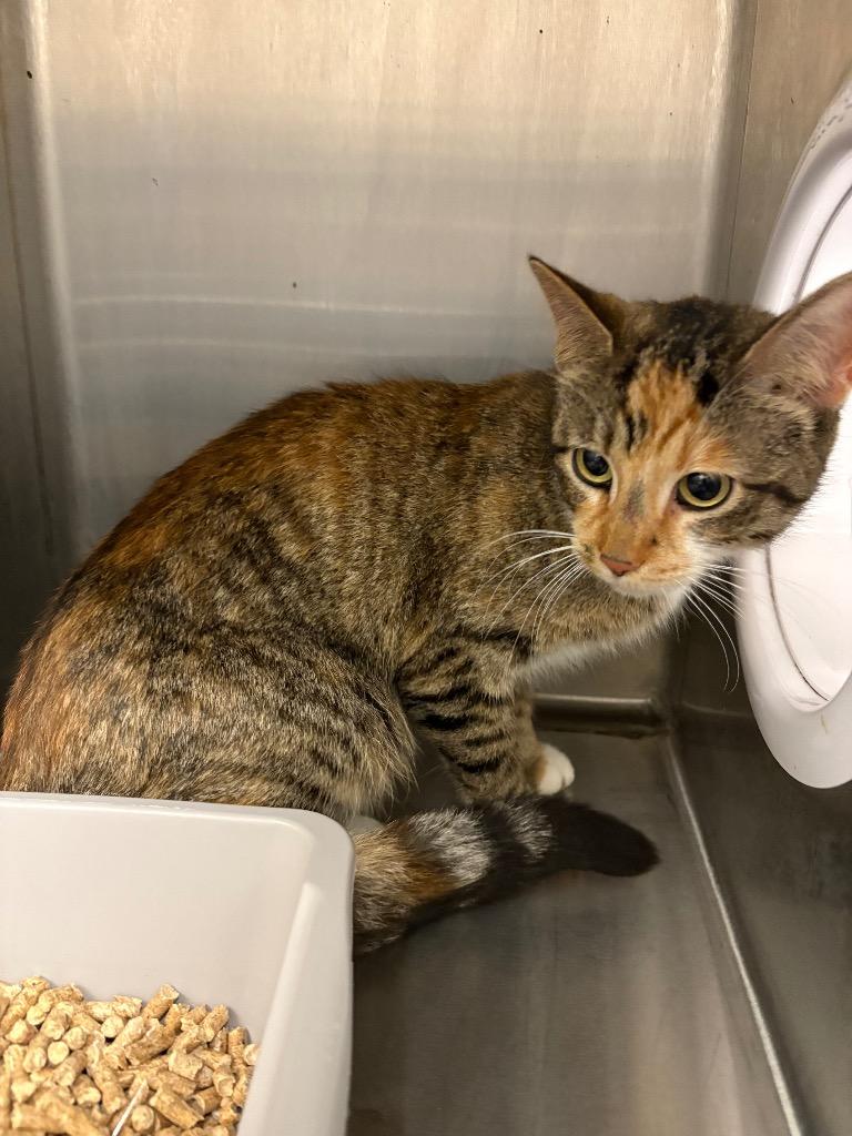 Eve, Adoptable, Adult Female Domestic Short Hair.