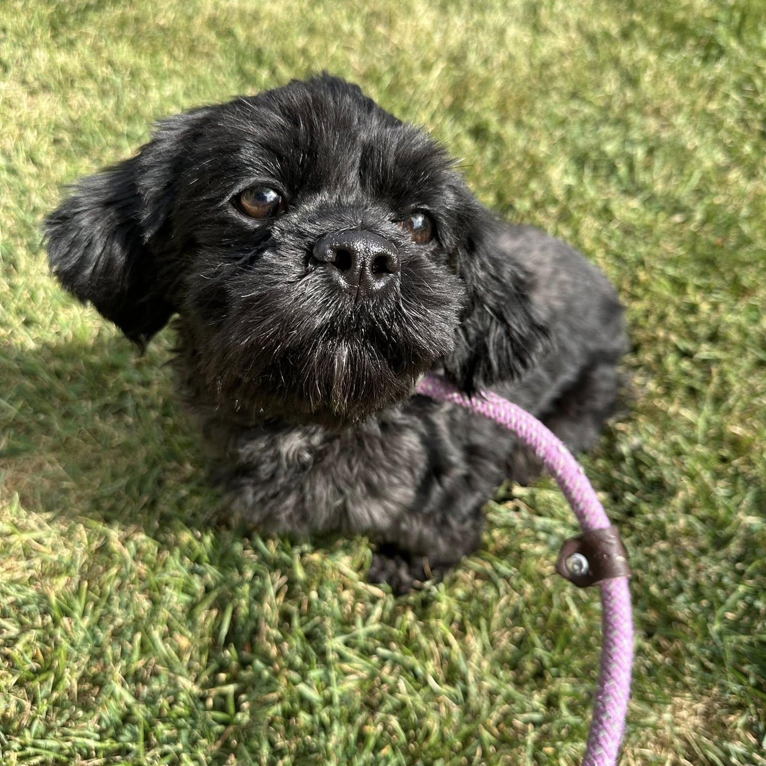 Enlarge EWA- Needs a forever home!, a Adoptable Shih Tzu in Birmingham, MI image 2/4