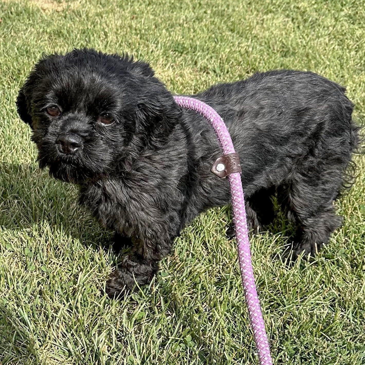 Enlarge EWA- Needs a forever home!, a Adoptable Shih Tzu in Birmingham, MI image 3/4