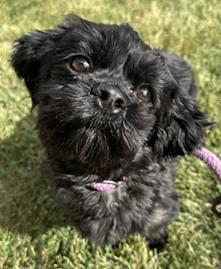 EWA- Needs a forever home!