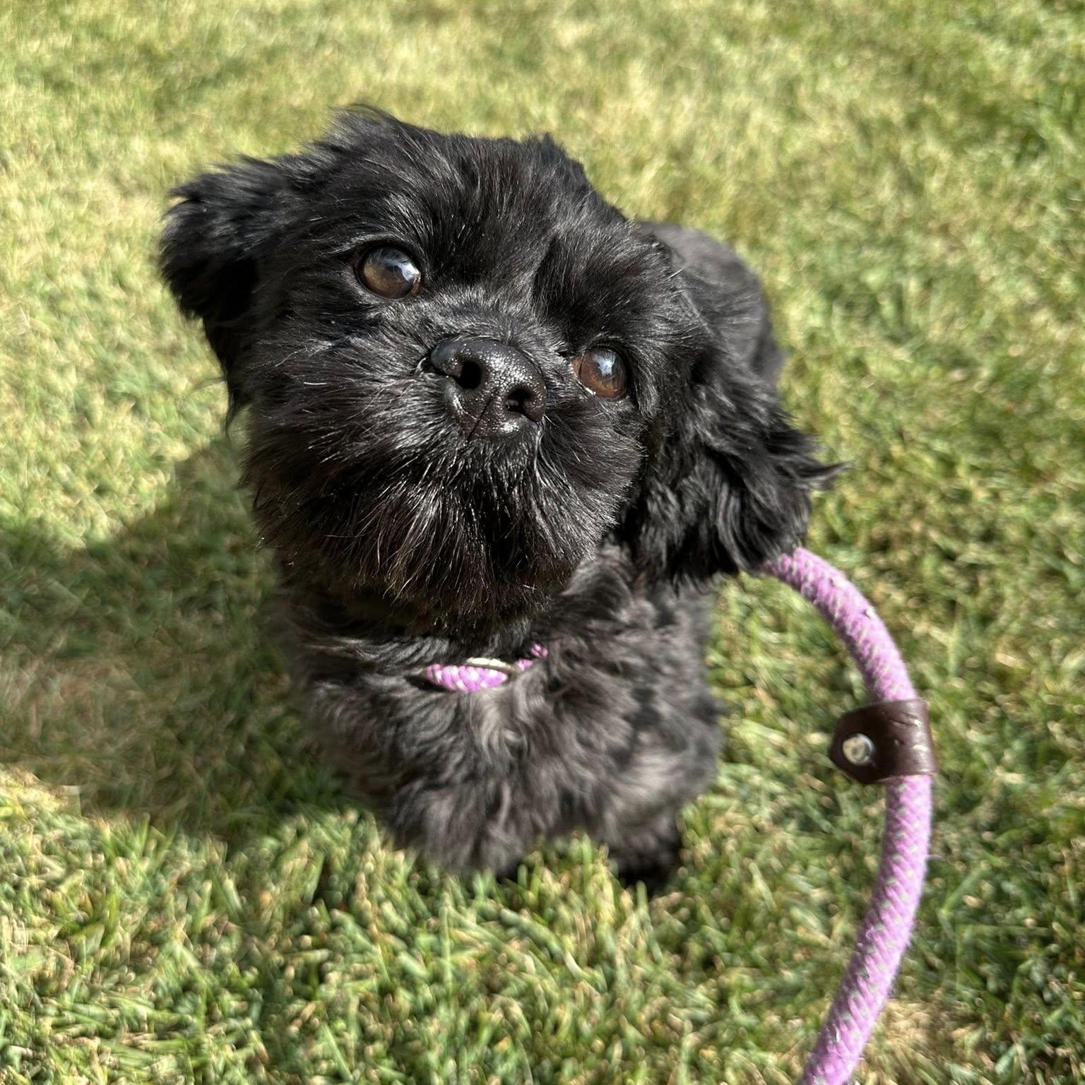 Enlarge EWA- Needs a forever home!, a Adoptable Shih Tzu in Birmingham, MI image 4/4
