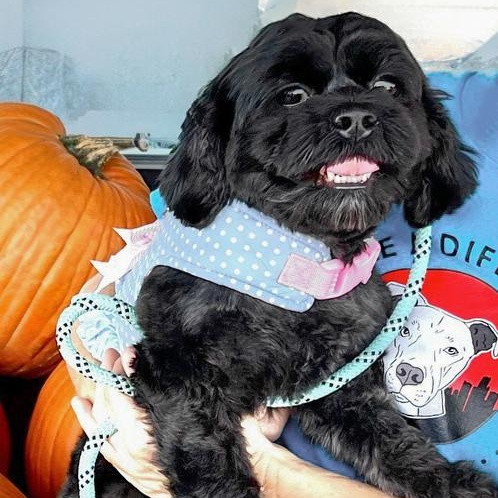 Enlarge EWA- Needs a forever home!, a Adoptable Shih Tzu in Birmingham, MI image 1/4