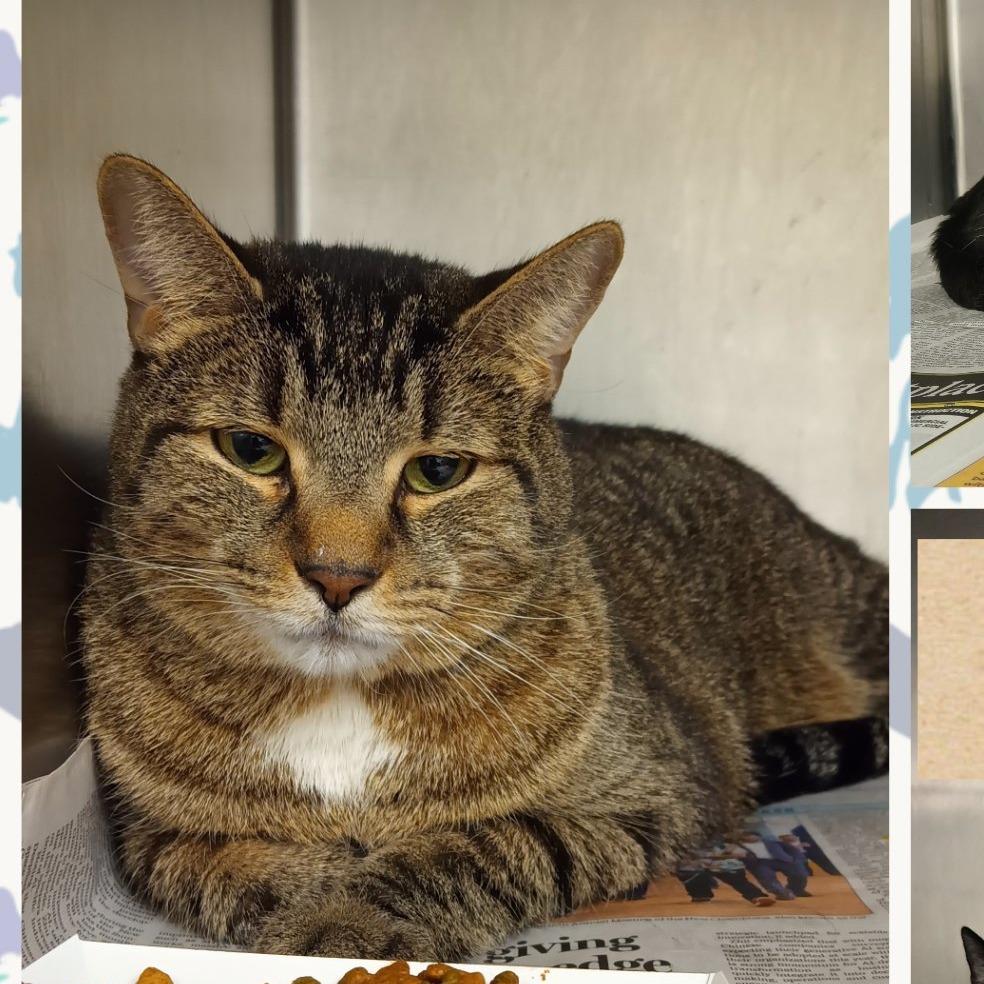 Enlarge Charlie, a Adoptable Domestic Short Hair in Wheeling, IL image 1/2