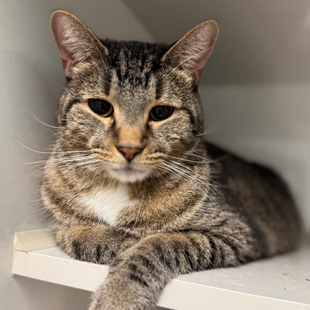 Enlarge Charlie, a Adoptable Domestic Short Hair in Wheeling, IL image 2/2