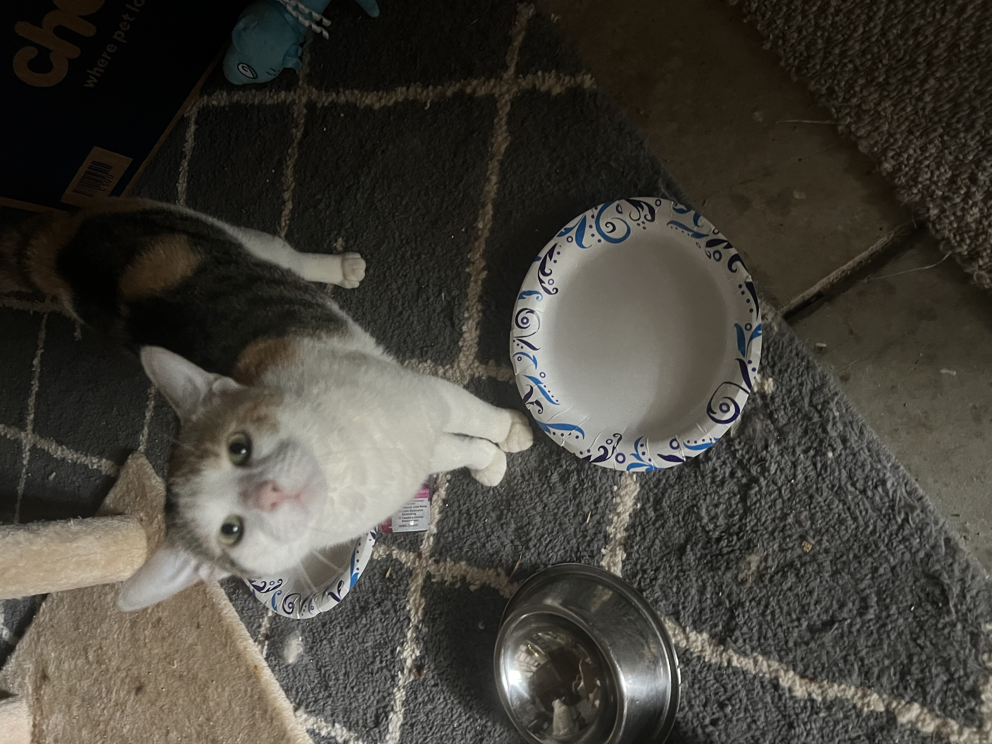 Kensie, a Adopted Calico in West Milwaukee, WI image 2/3