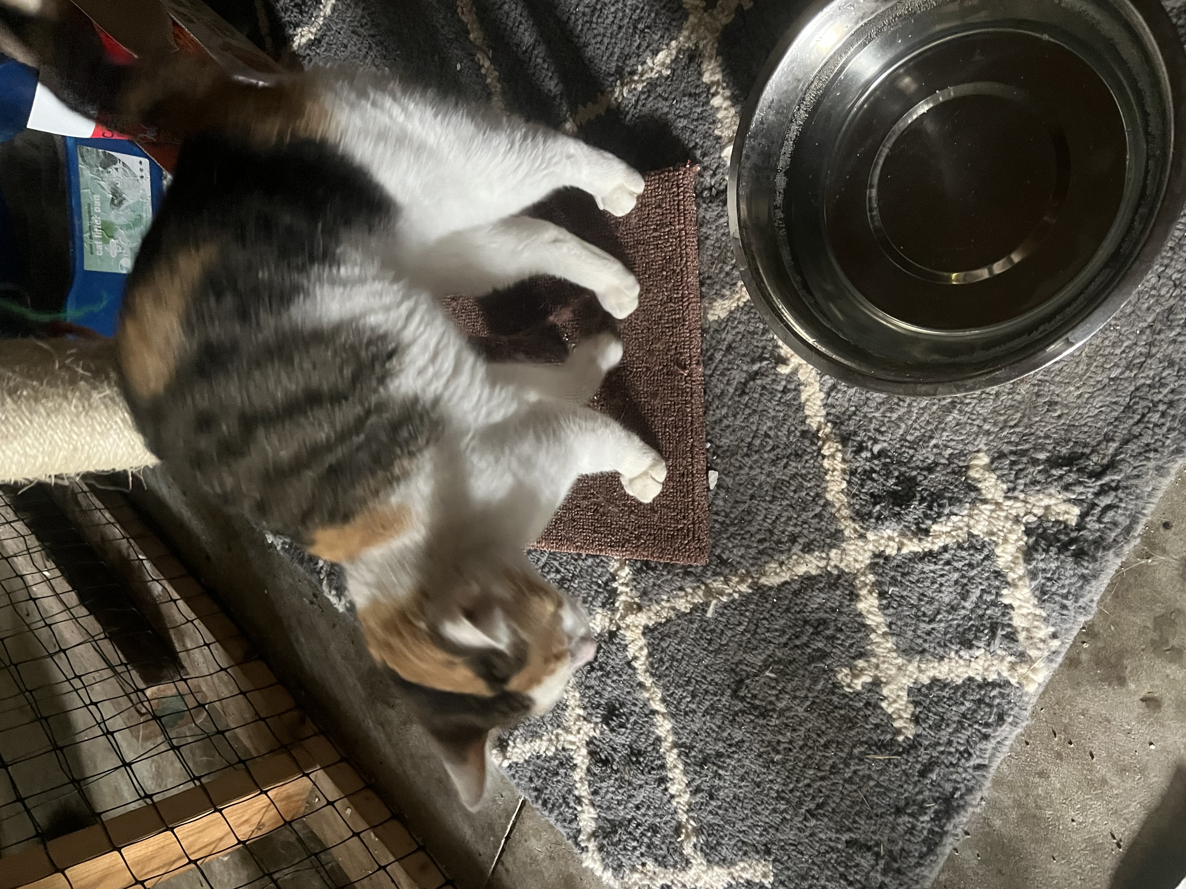 Kensie, a Adopted Calico in West Milwaukee, WI image 3/3