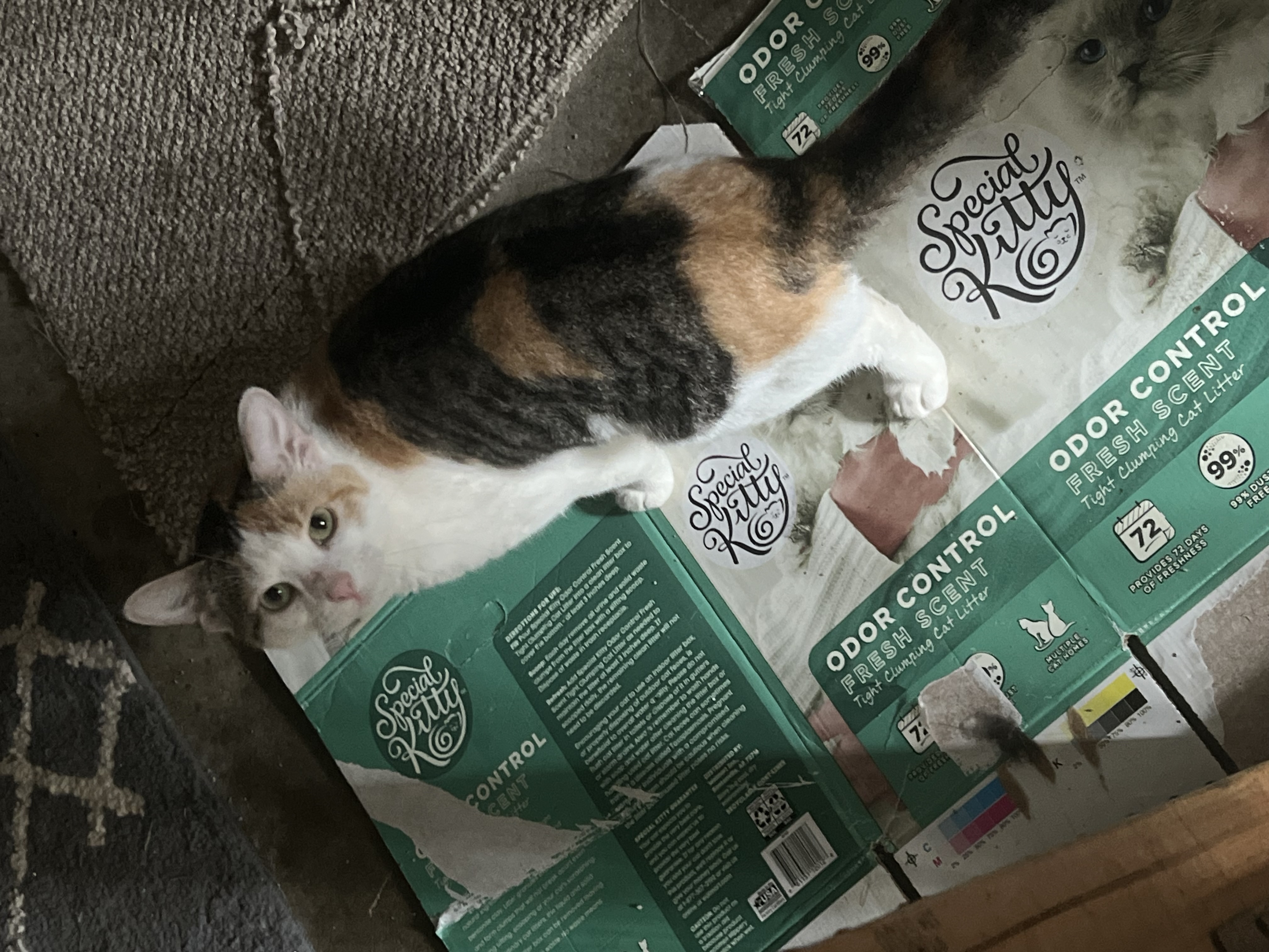 Kensie, Adopted, Adult Female Calico.