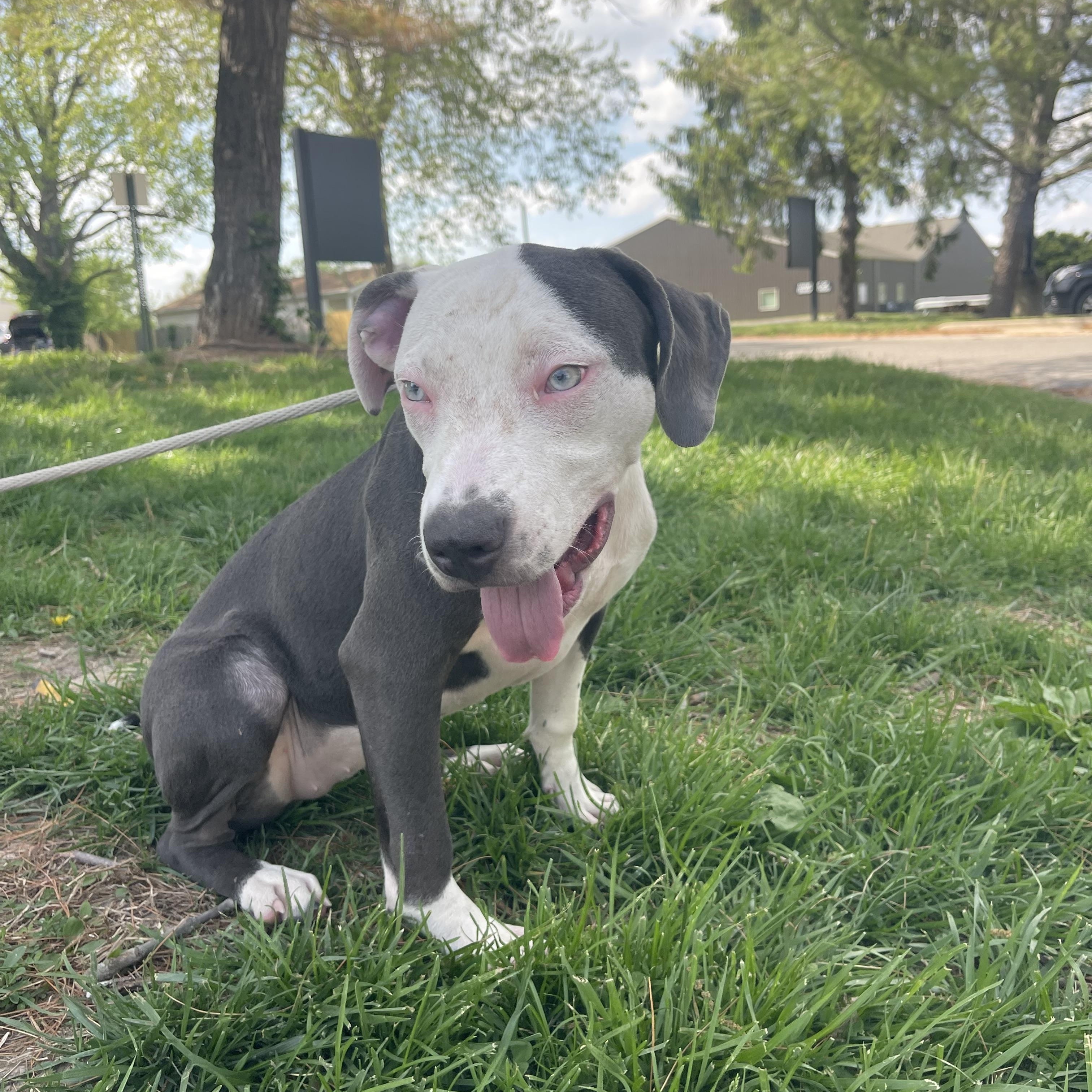 Enlarge Rose (in a FOSTER home), an adopted mixed breed in Springfield, IL image 2/3