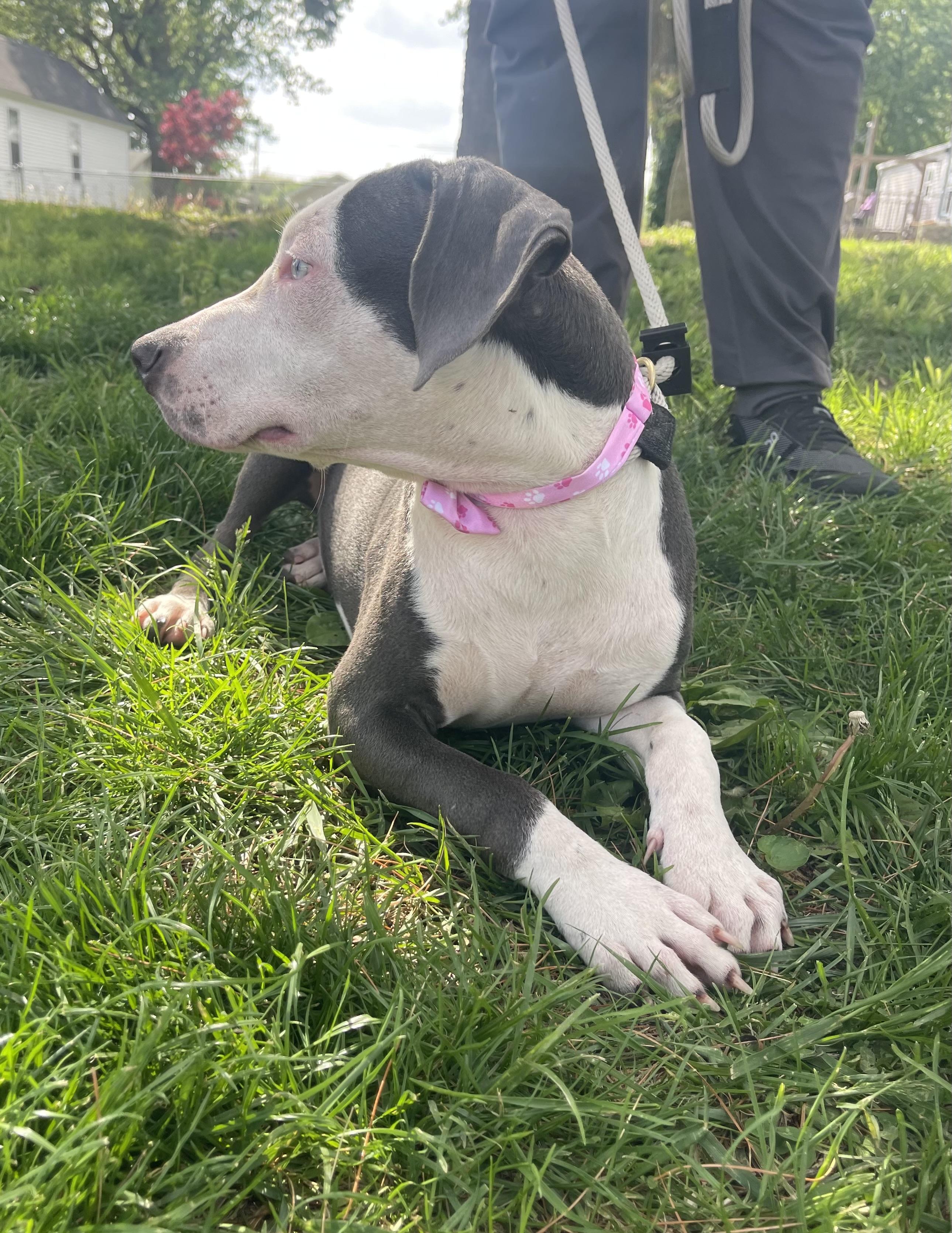 Rose (in a FOSTER home), adopted, Young Female Pit Bull Terrier.