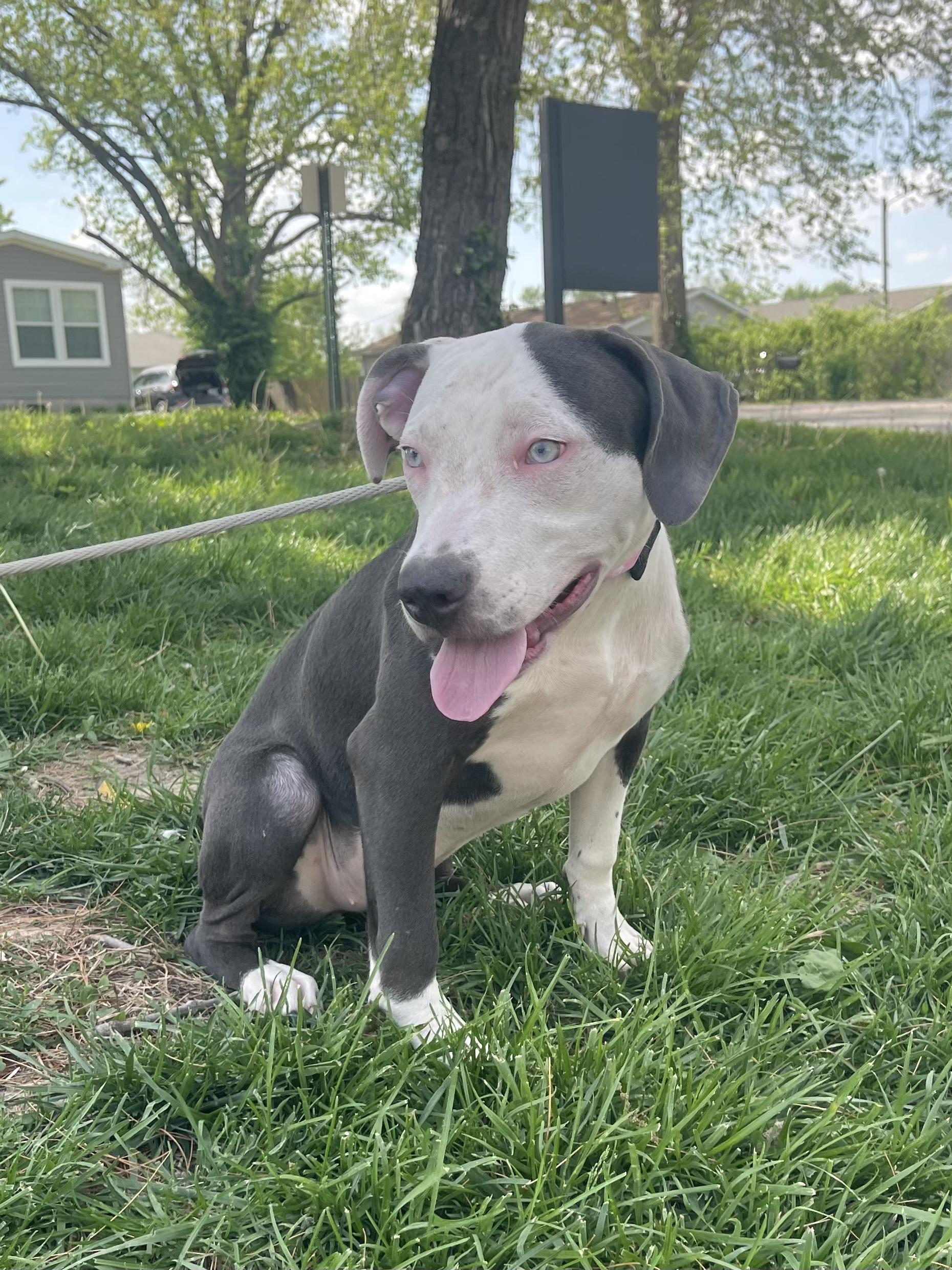 Enlarge Rose (in a FOSTER home), an adopted mixed breed in Springfield, IL image 3/3