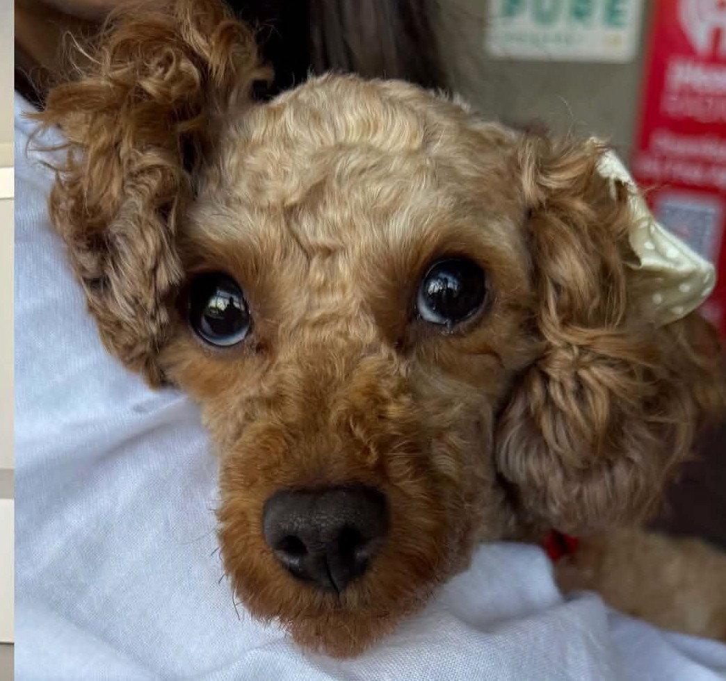 Brandy, Adopted, Young Female Poodle & Poodle.