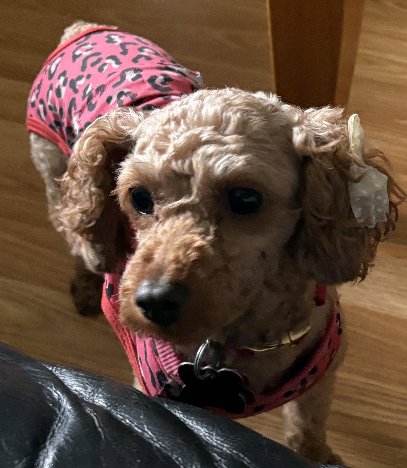 Brandy, a Adopted mixed breed in London, ON image 2/3