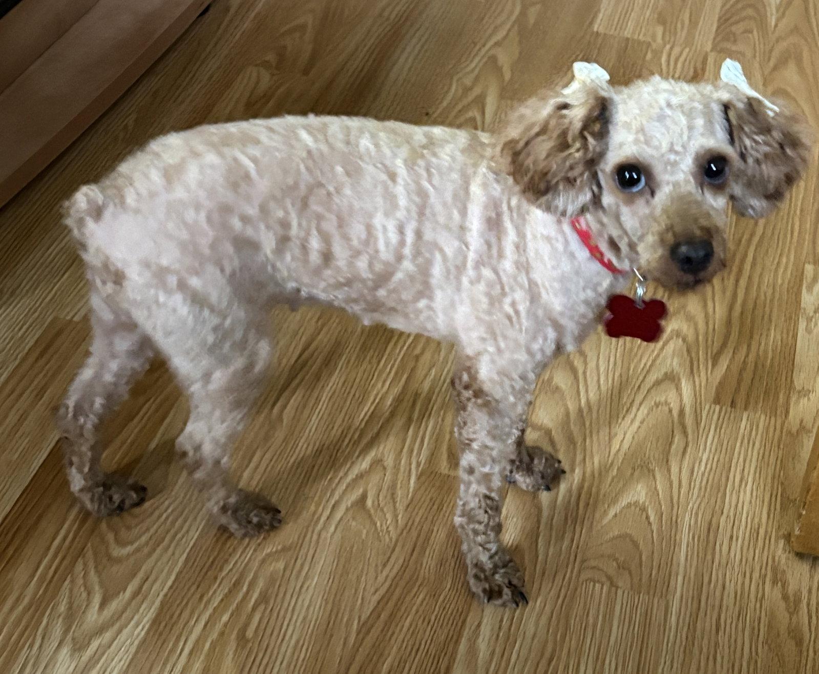 Brandy, a Adopted mixed breed in London, ON image 3/3