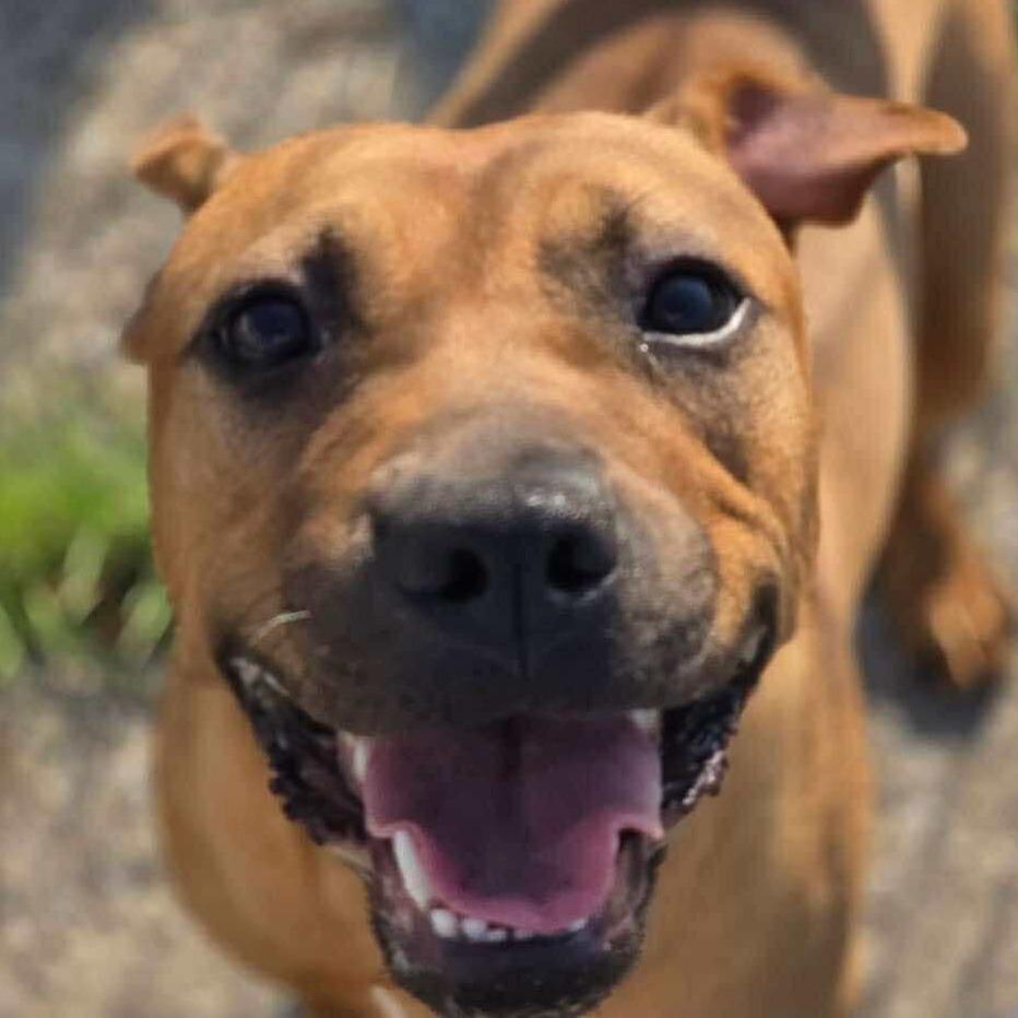 Zelley, Adoptable, Young Female Mixed Breed.