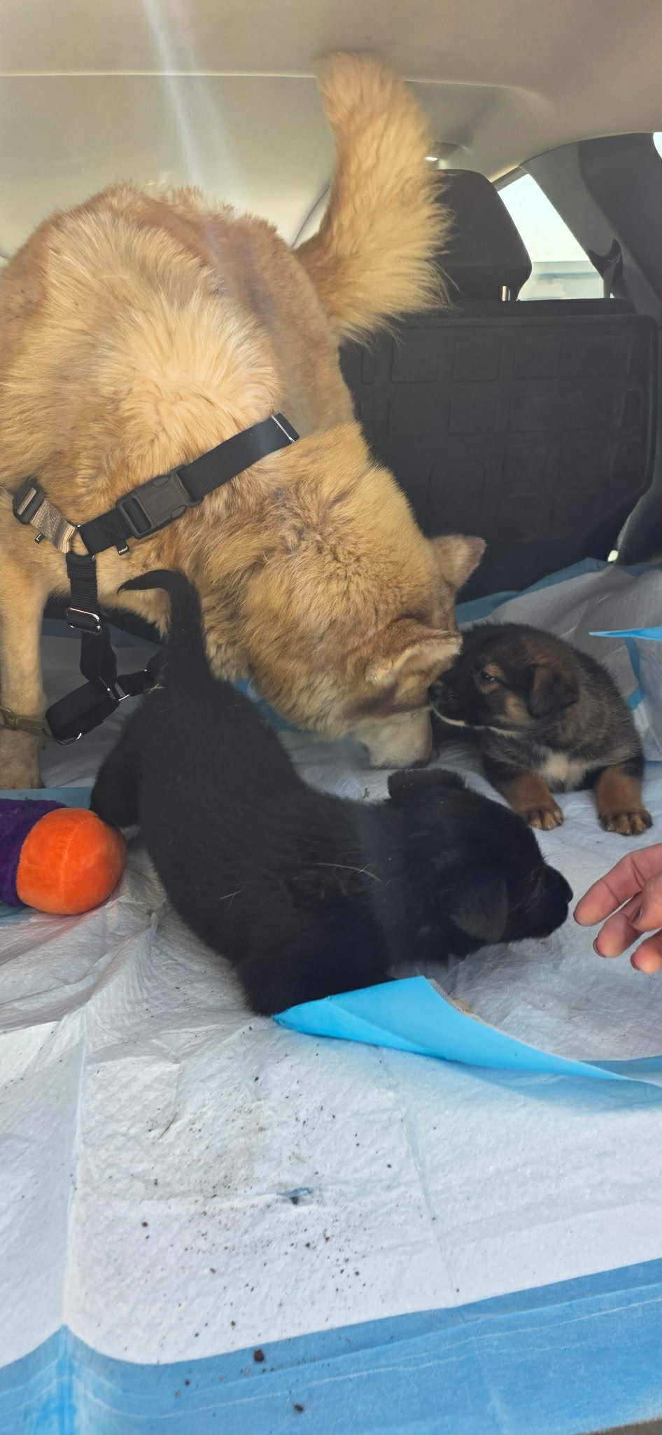 Enlarge BIRDIE, a ADOPTABLE mixed breed in Murrieta, CA image 1/4