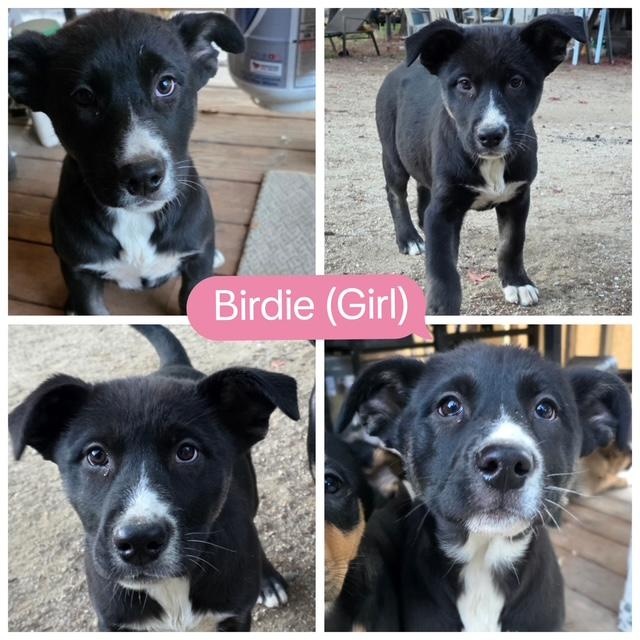 Enlarge BIRDIE, a ADOPTABLE mixed breed in Murrieta, CA image 3/4