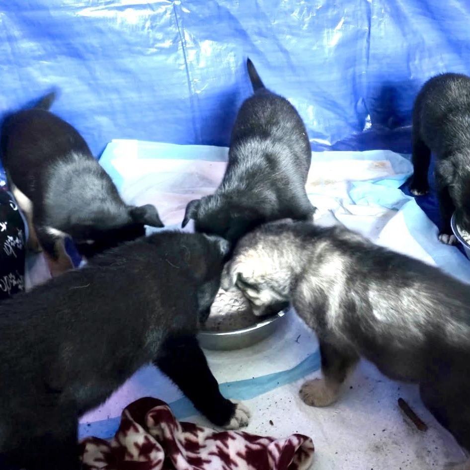 Enlarge BIRDIE, a ADOPTABLE mixed breed in Murrieta, CA image 4/4
