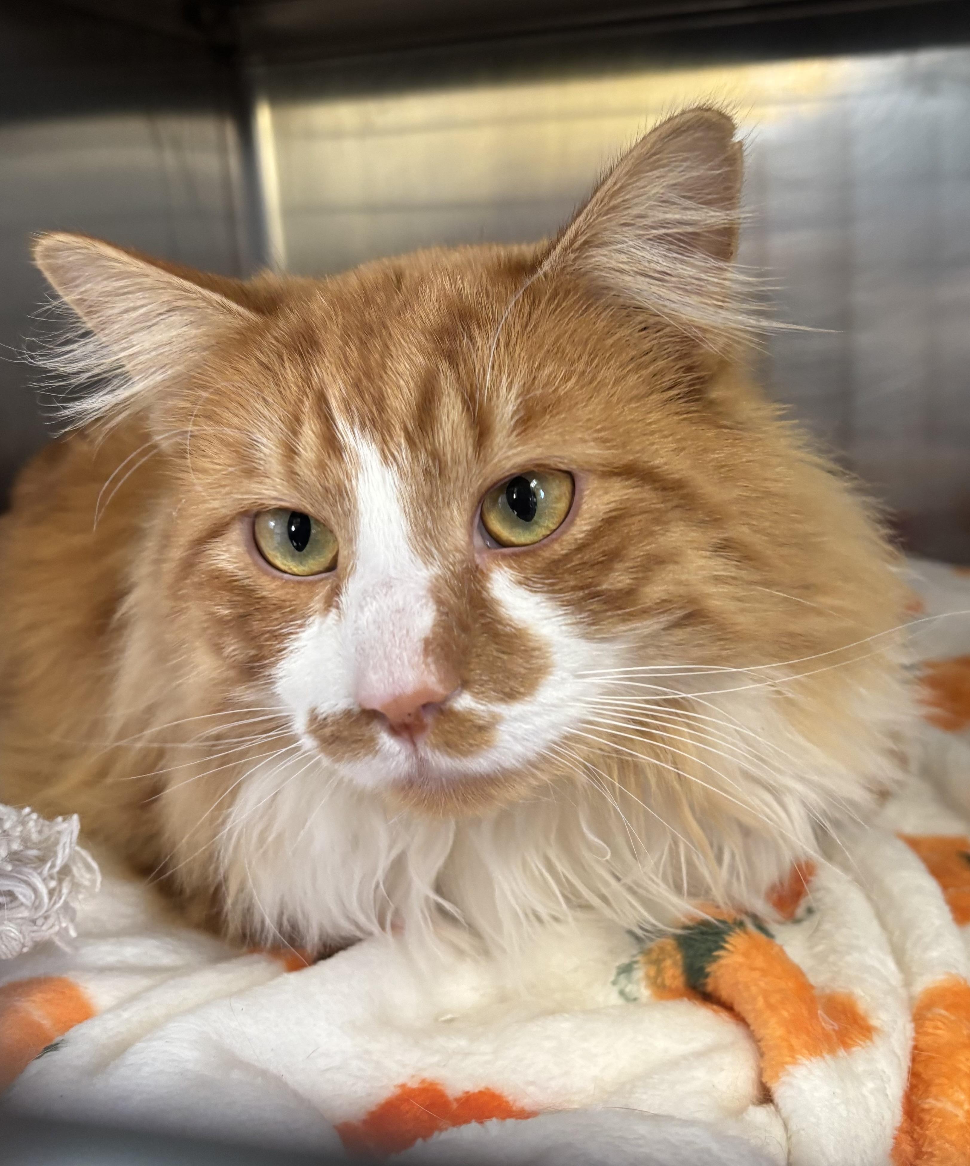 Enlarge Poliwog, an adopted Domestic Long Hair in Manchester, NH image 1/5