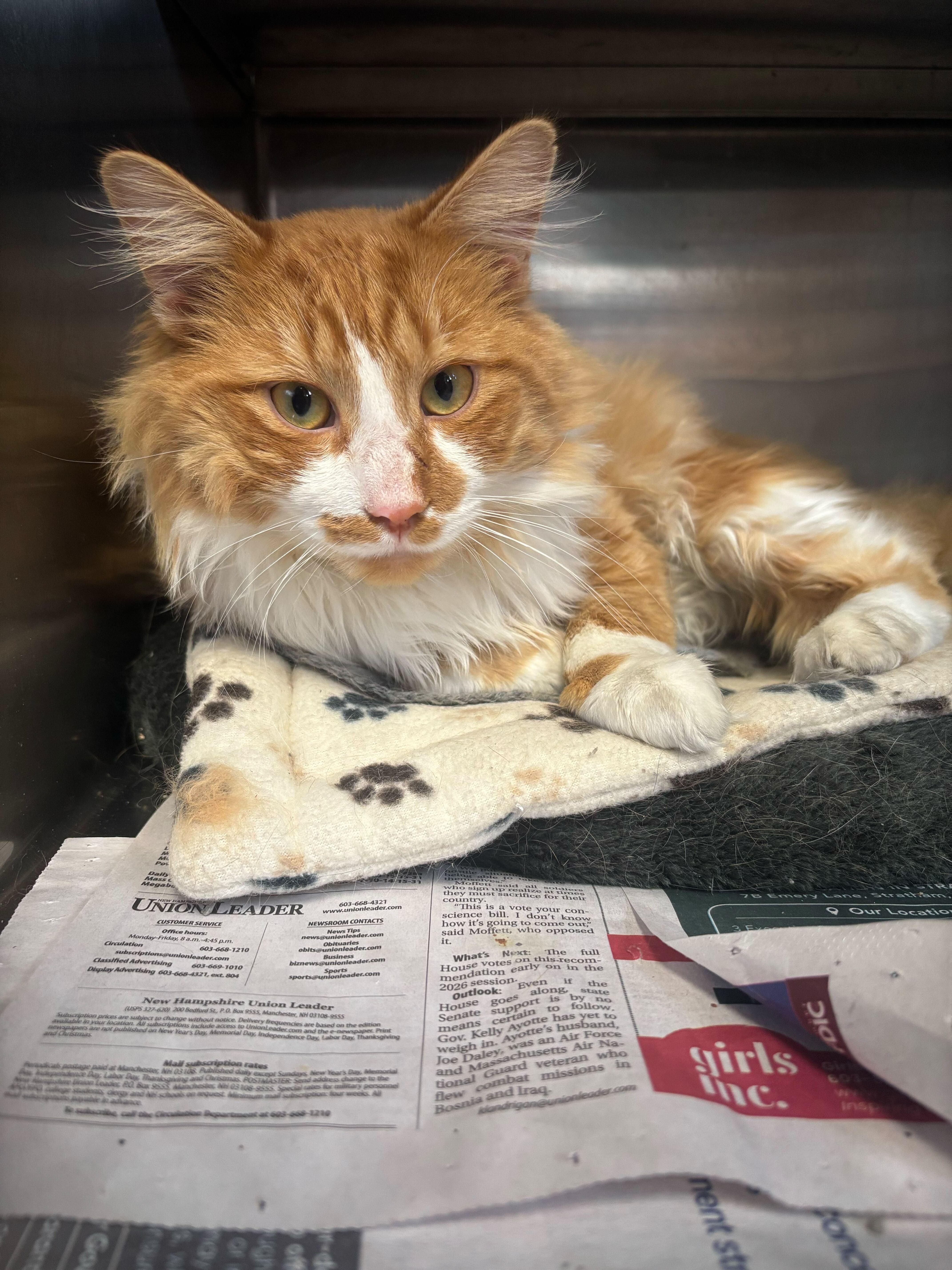 Poliwog, Adoptable, Adult Male Domestic Long Hair.