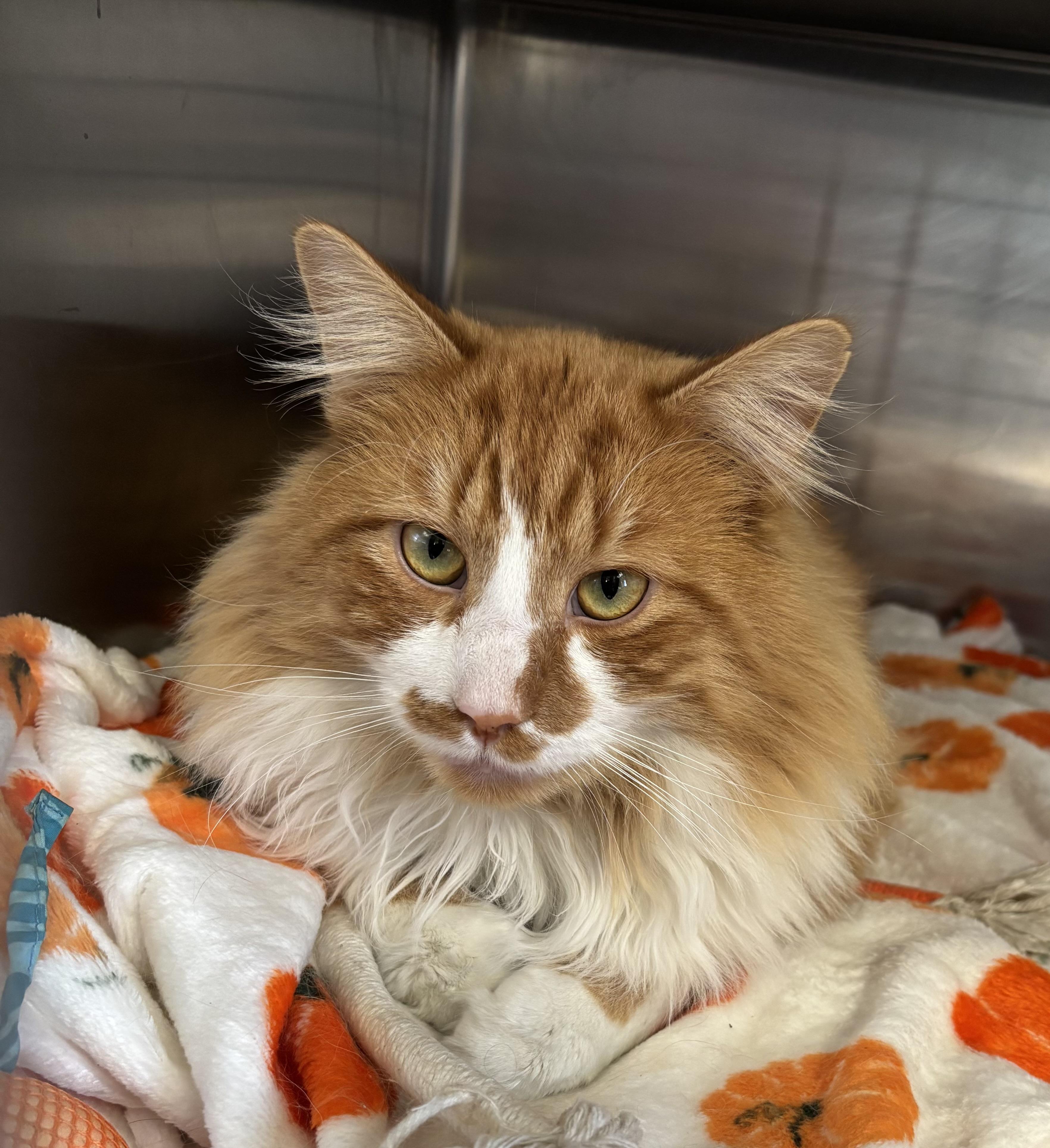 Enlarge Poliwog, an adopted Domestic Long Hair in Manchester, NH image 3/5