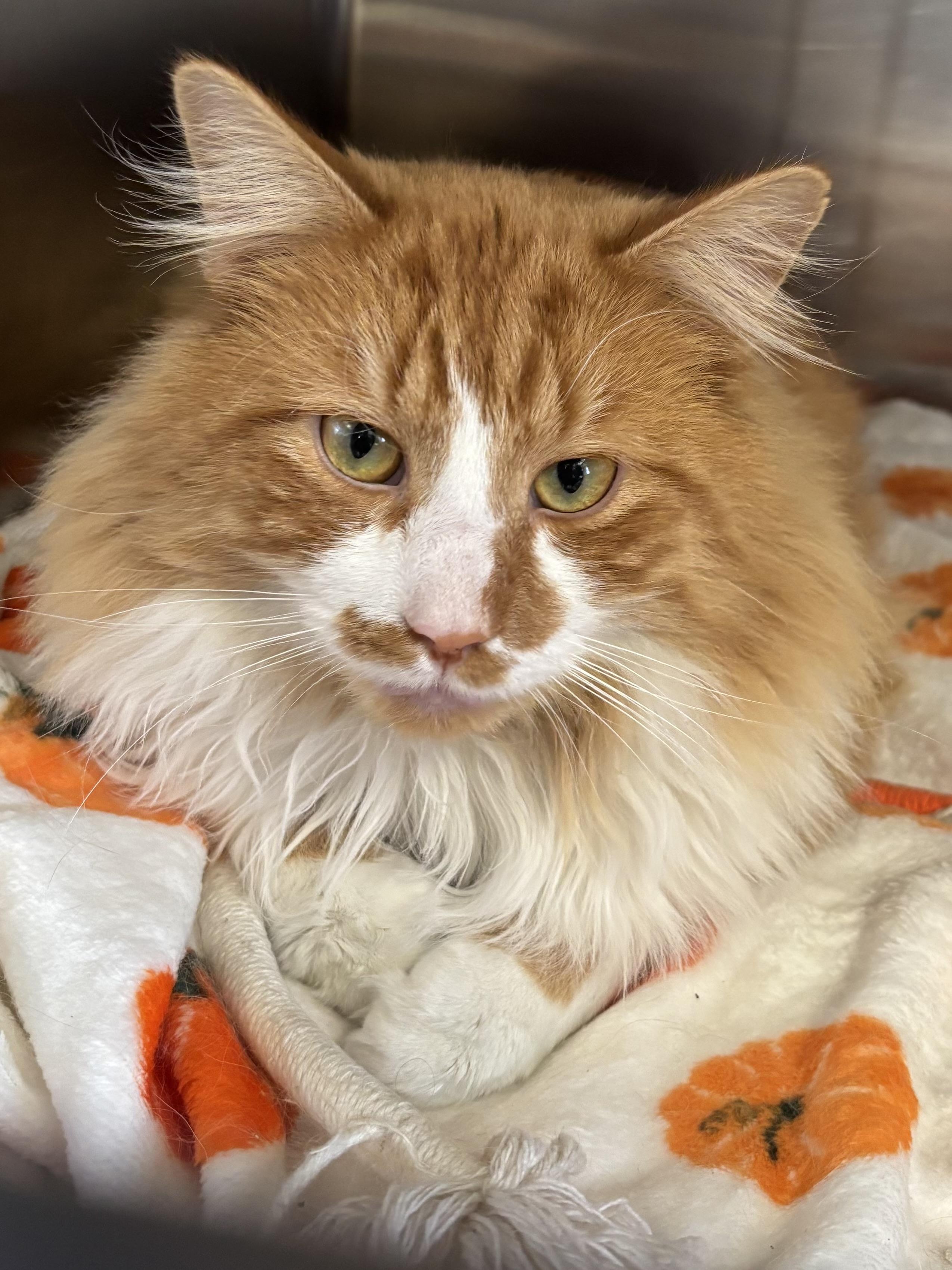 Enlarge Poliwog, an adopted Domestic Long Hair in Manchester, NH image 4/5