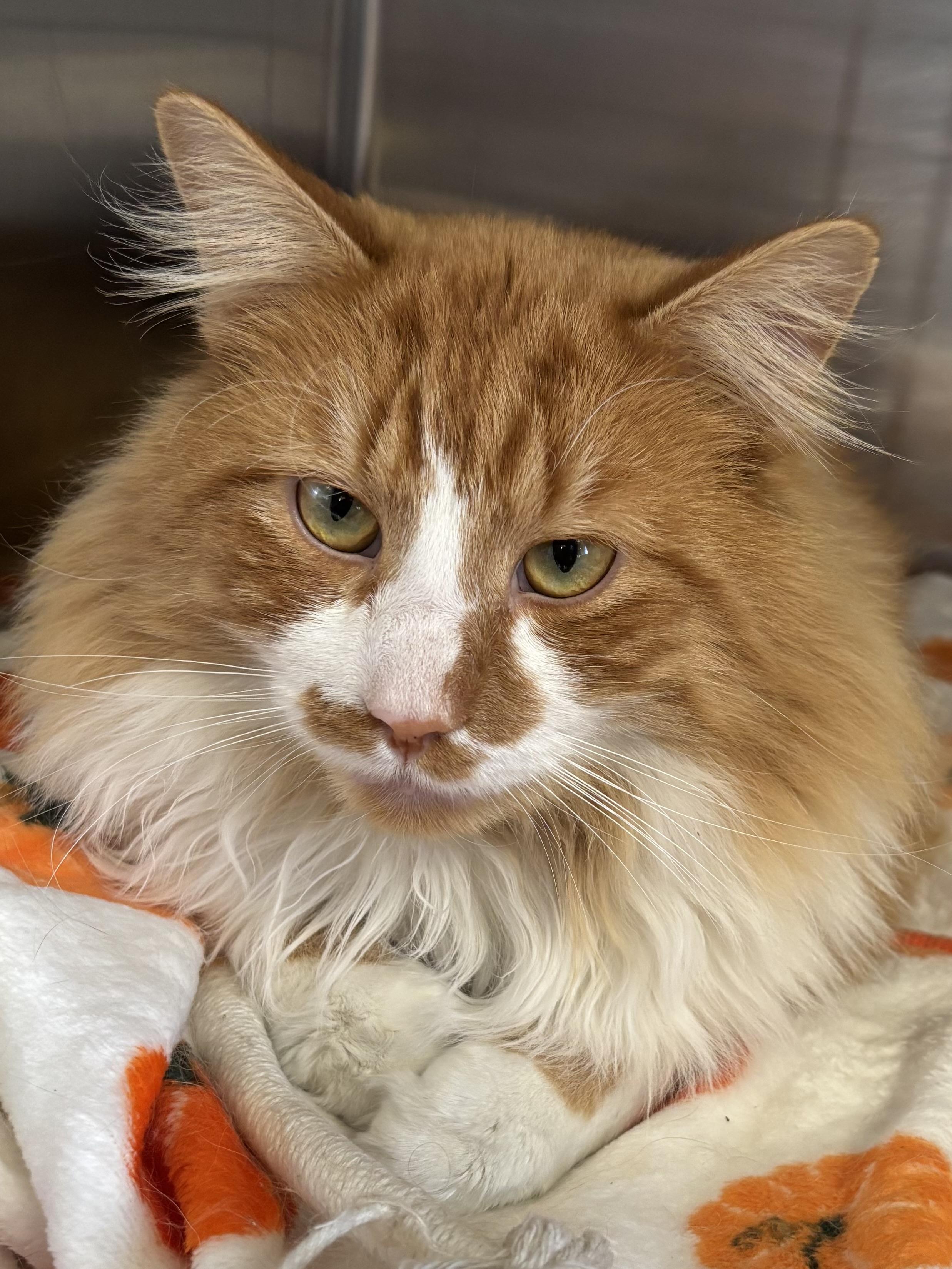Enlarge Poliwog, an adopted Domestic Long Hair in Manchester, NH image 5/5