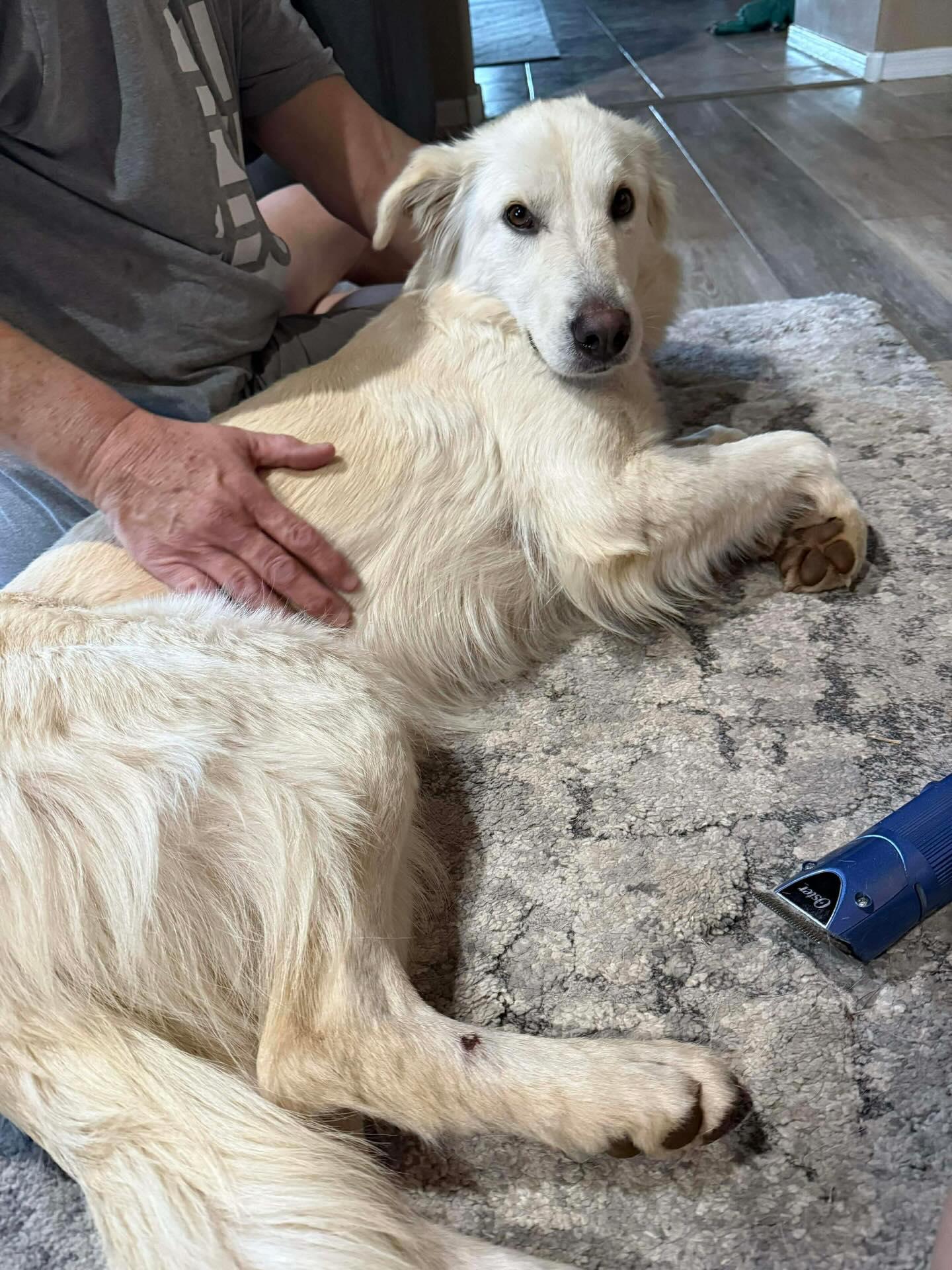 Enlarge Lavender, an adopted Golden Retriever in Phoenix, AZ image 1/1