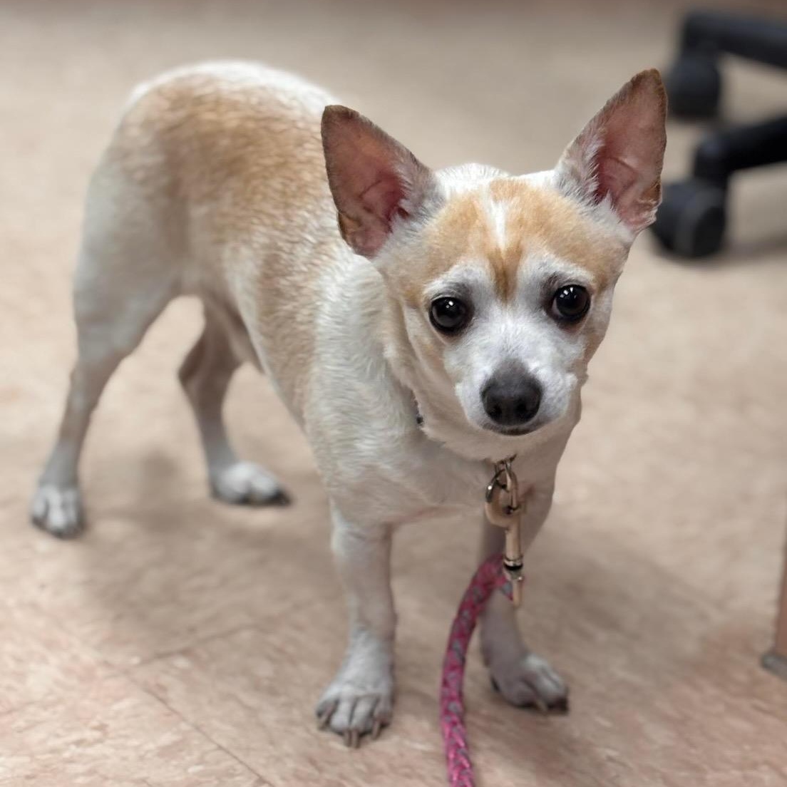 Opie, ADOPTABLE, Adult Male Chihuahua.