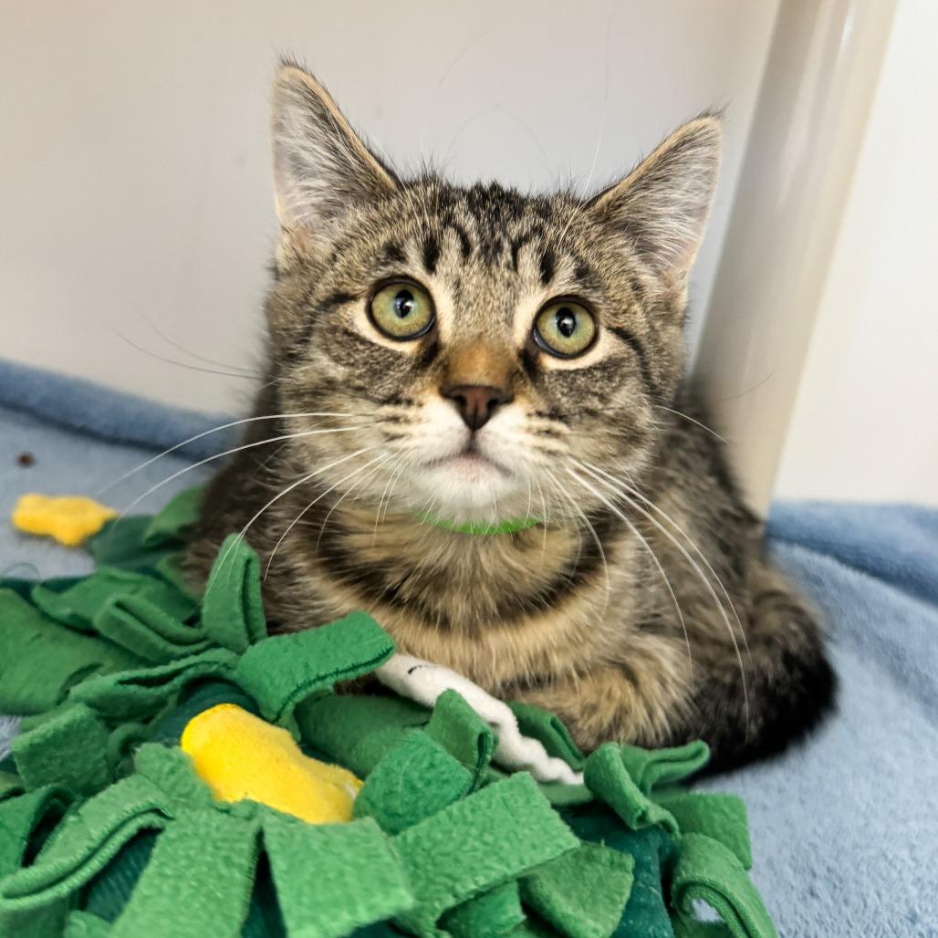 Agatha Christie, Adoptable, Kitten Female Domestic Short Hair.