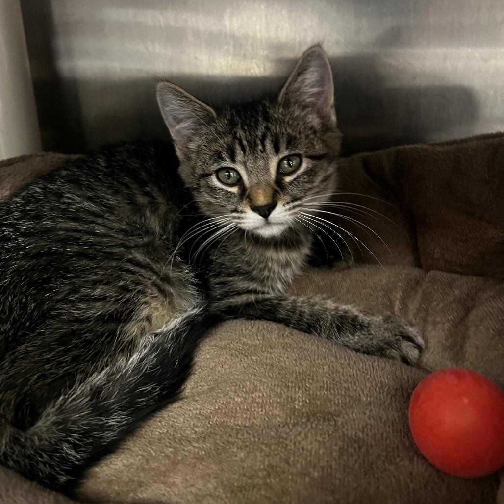 Agatha Christie, a Adoptable Domestic Short Hair in Fort Wayne, IN image 2/3