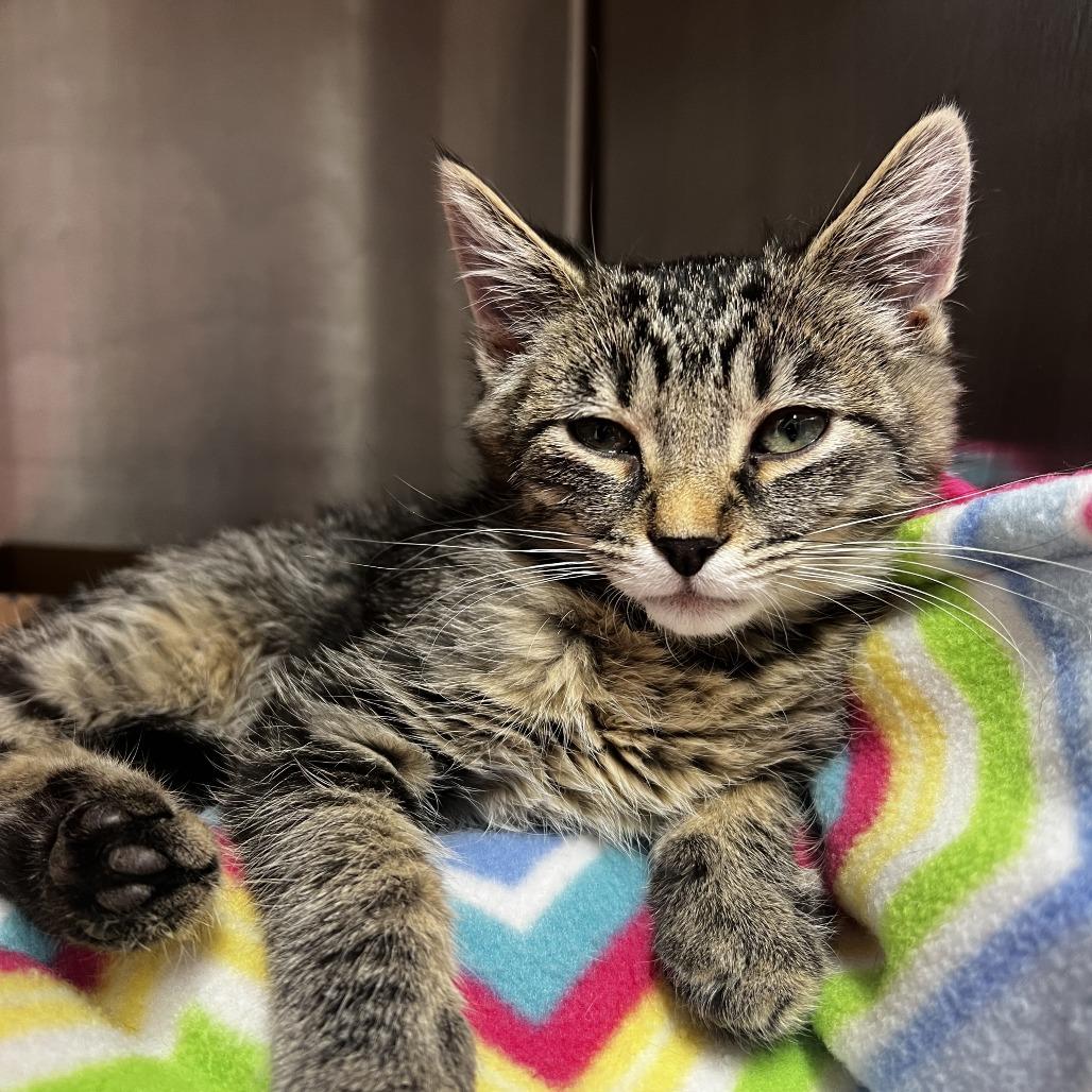 Agatha Christie, a Adoptable Domestic Short Hair in Fort Wayne, IN image 3/3