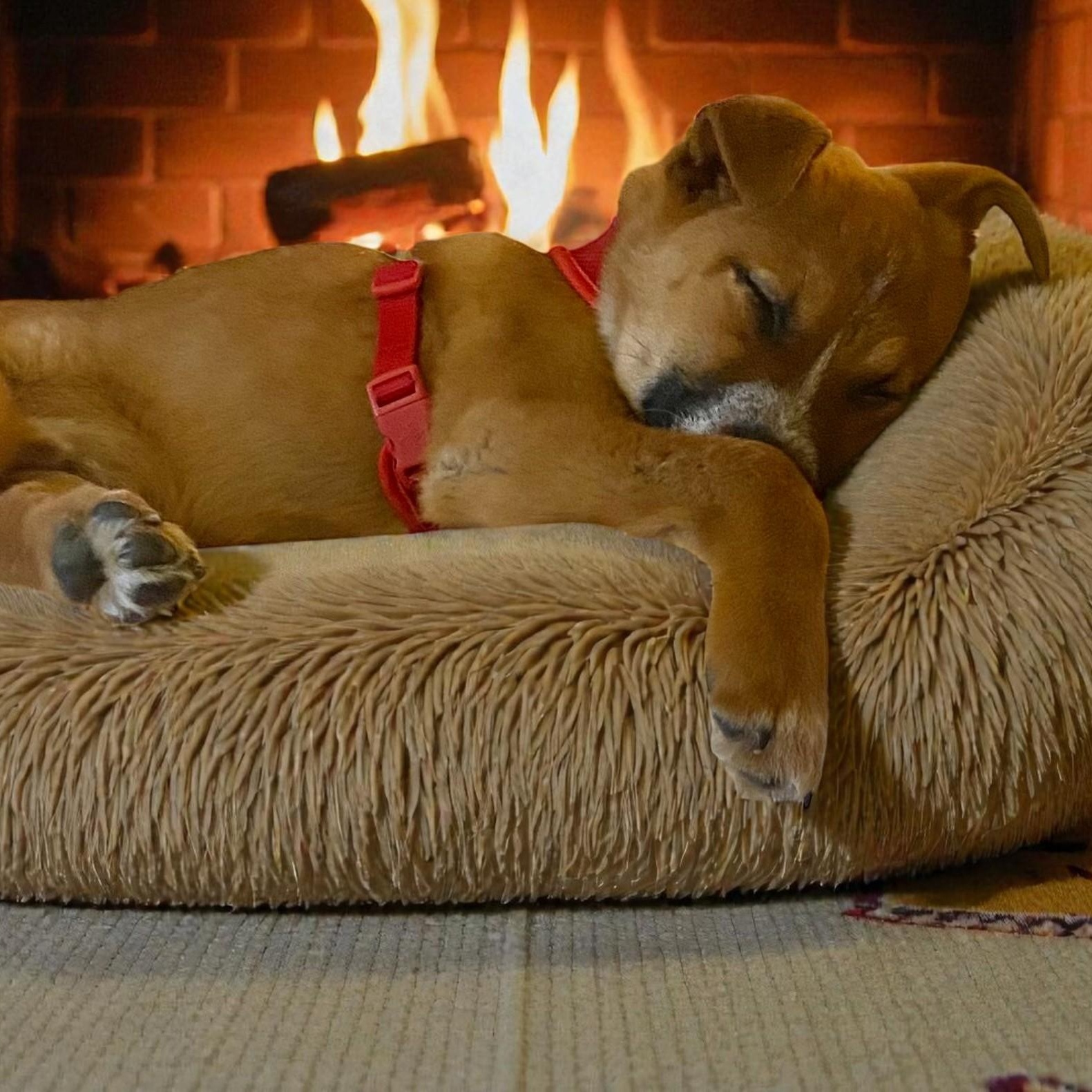 Jude, a ADOPTABLE mixed breed in Cedar Mountain, NC image 5/6