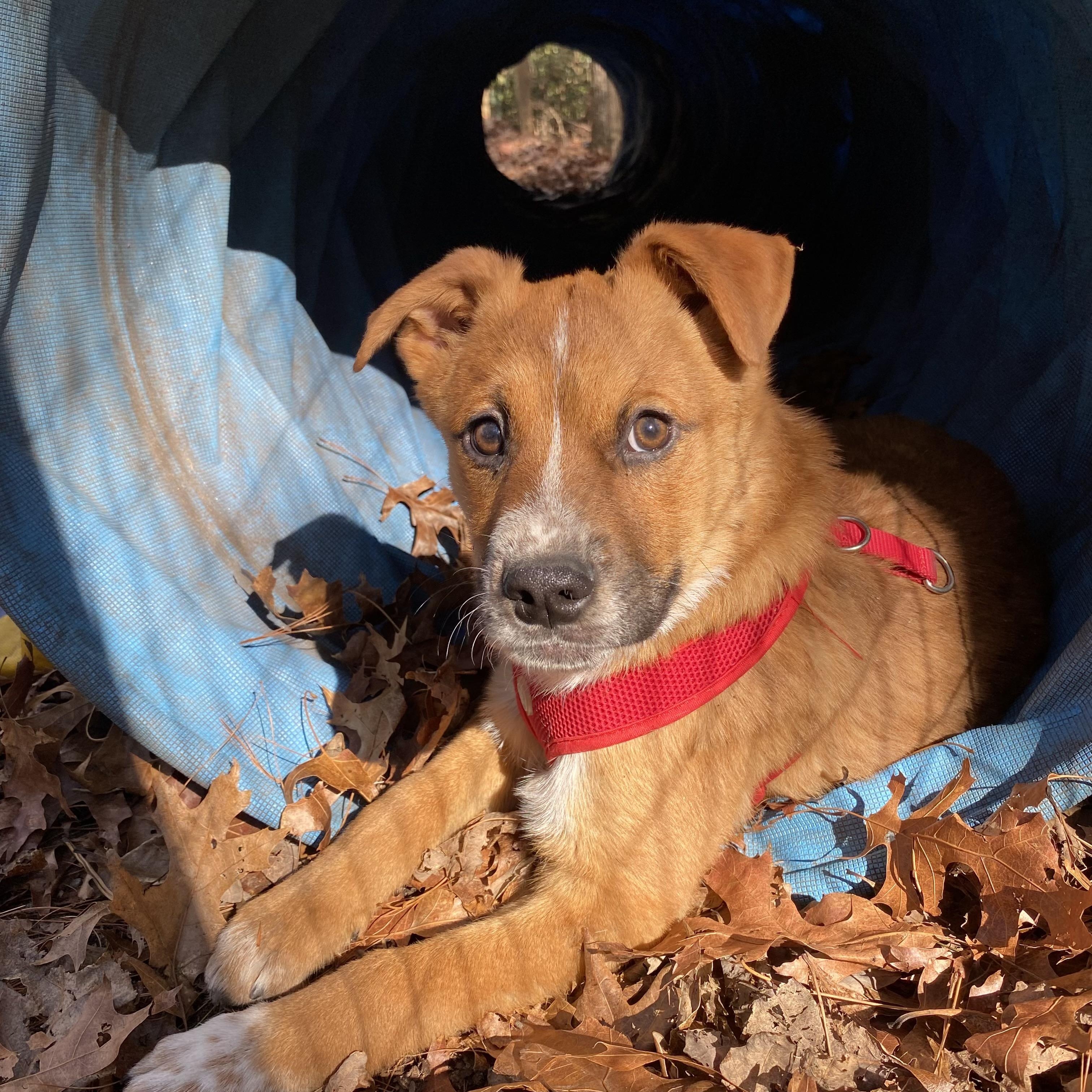 Jude, a ADOPTABLE mixed breed in Cedar Mountain, NC image 2/6