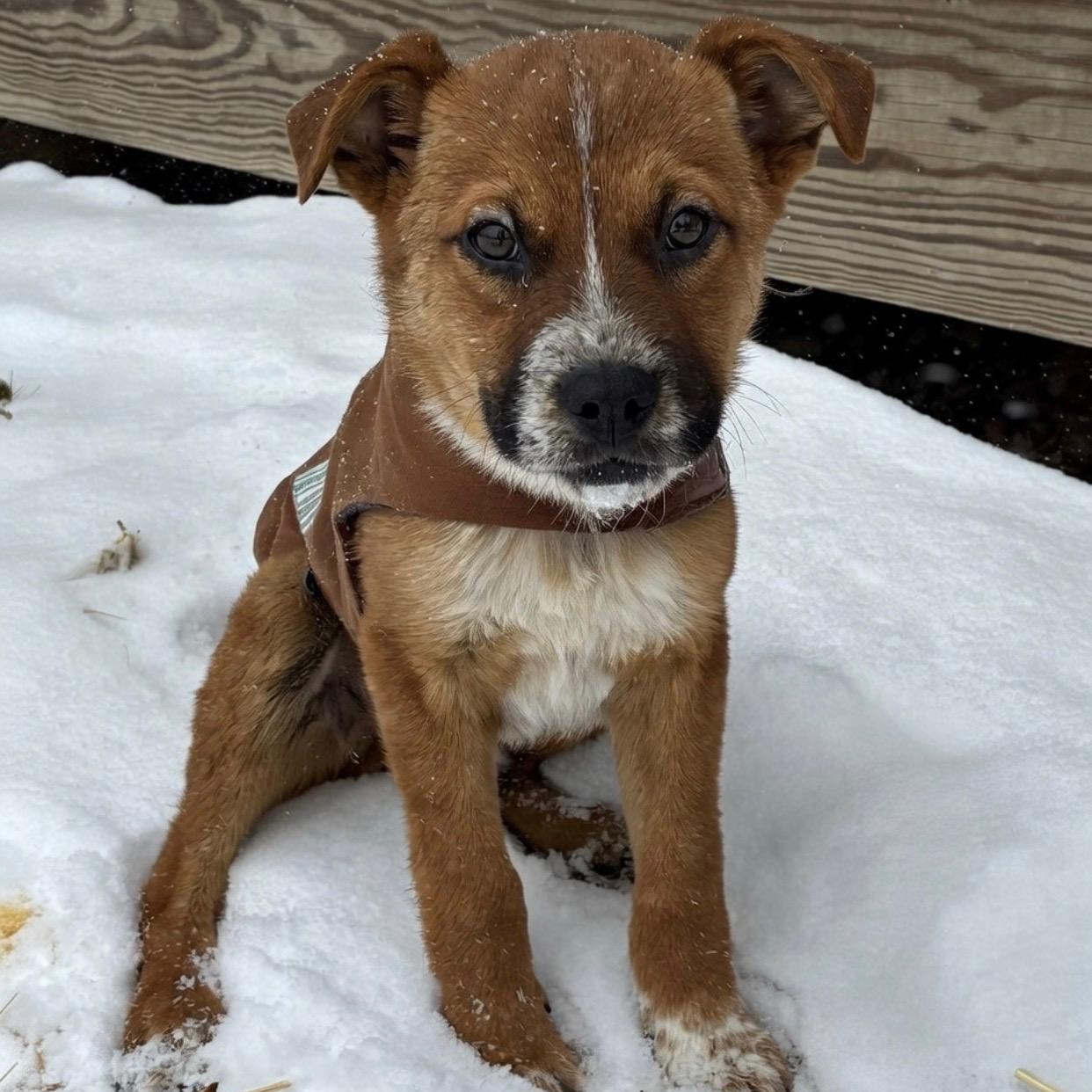 Jude, a ADOPTABLE mixed breed in Cedar Mountain, NC image 6/6