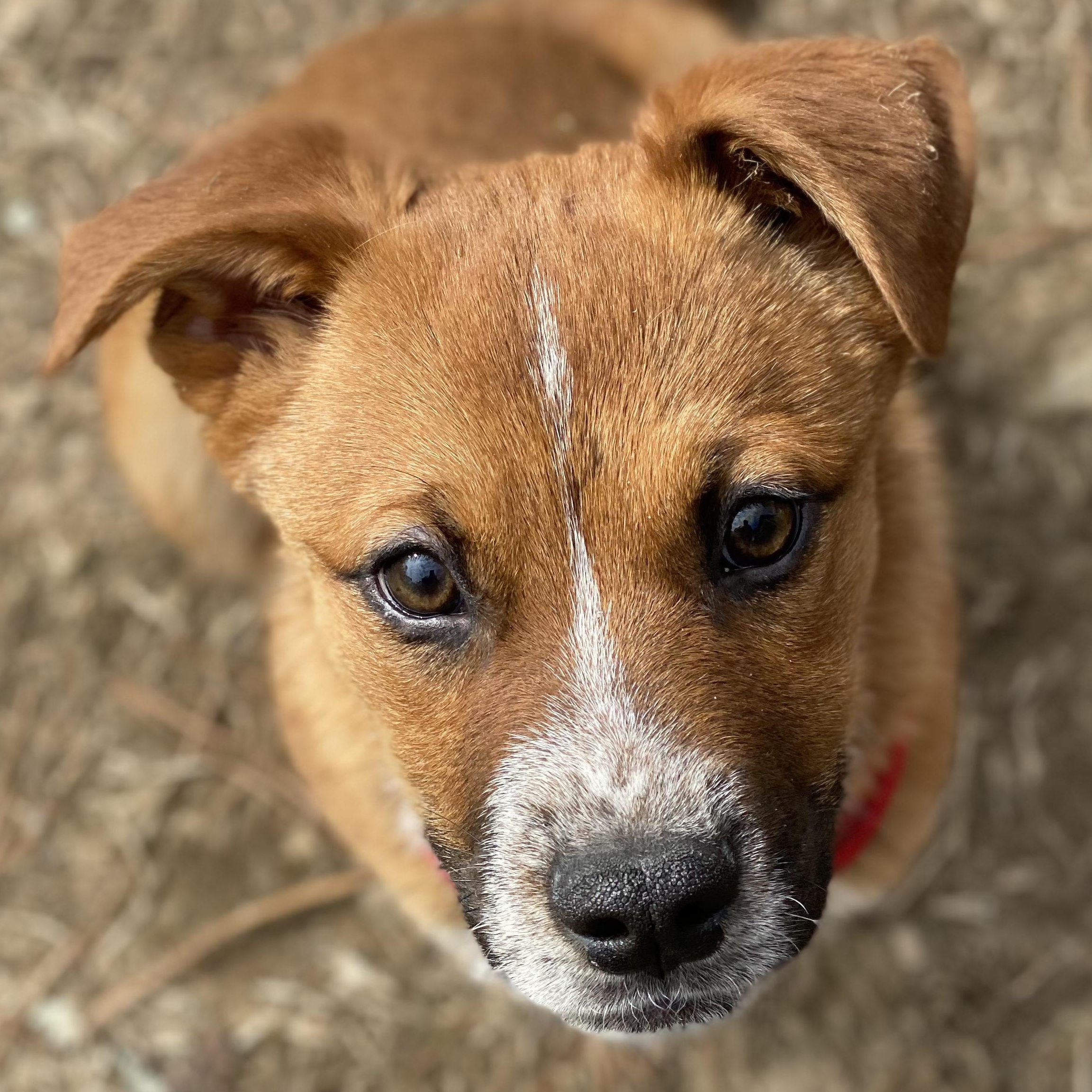 Jude, a ADOPTABLE mixed breed in Cedar Mountain, NC image 1/6