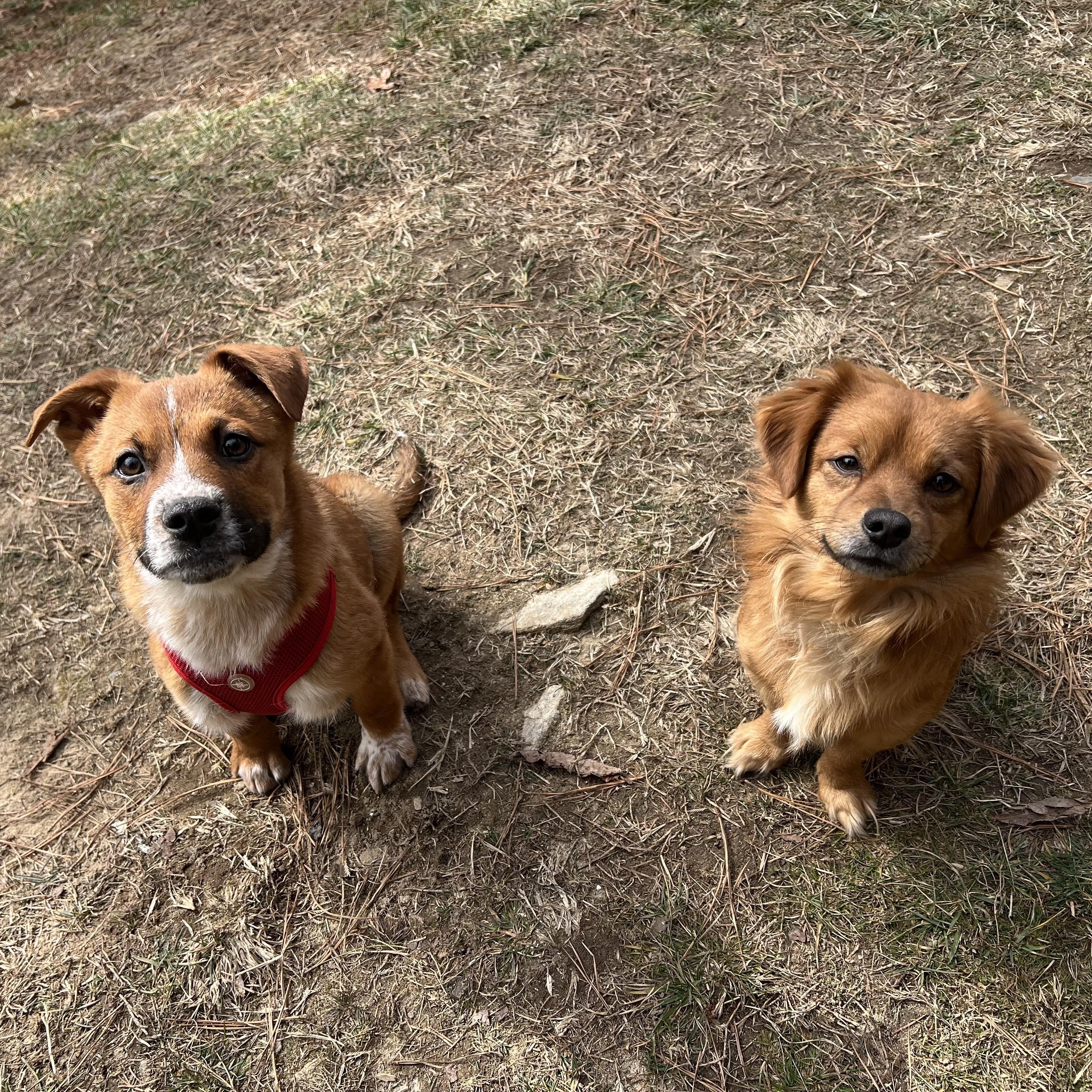 Jude, a ADOPTABLE mixed breed in Cedar Mountain, NC image 3/6