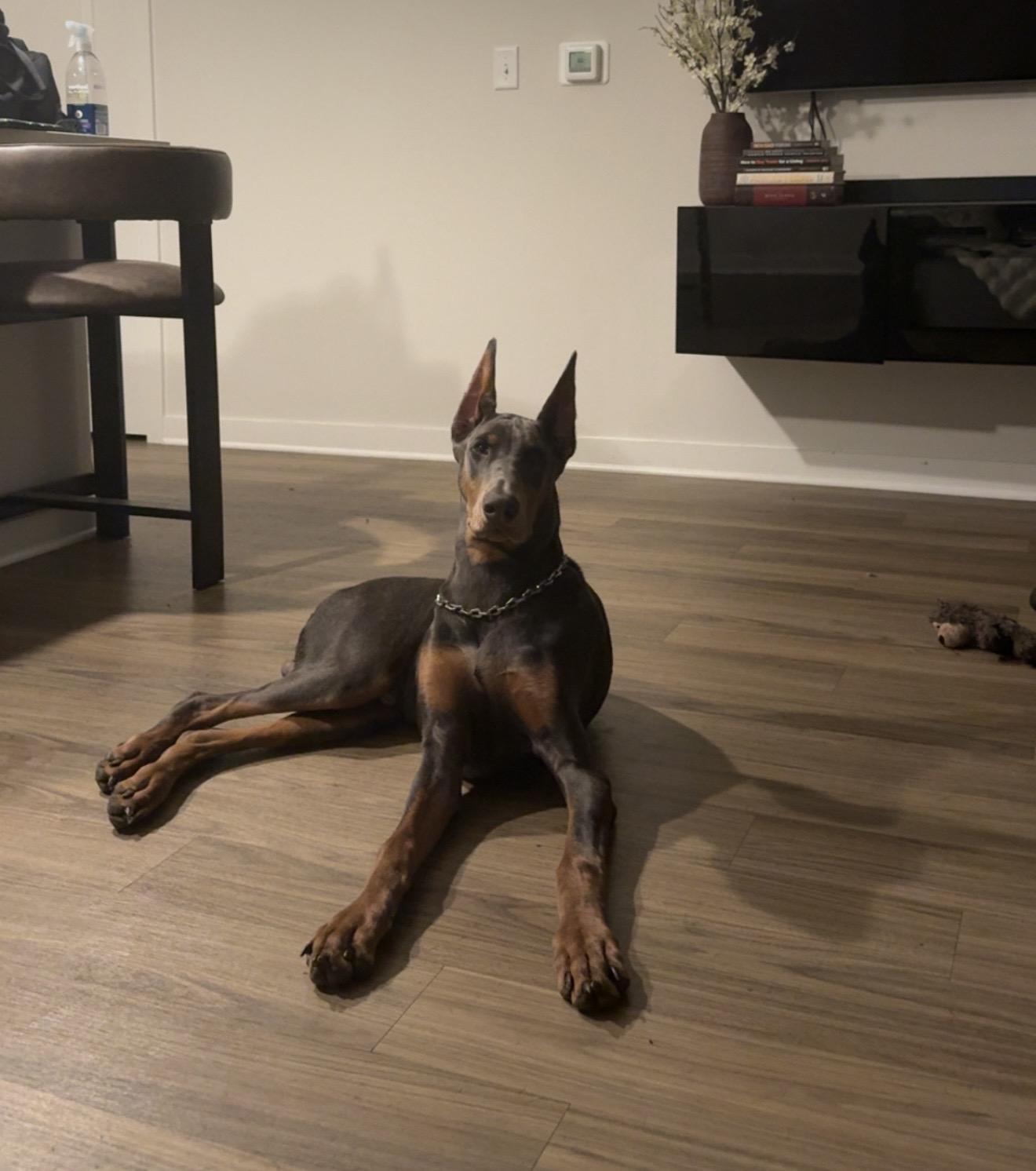 Foster Kairo, adopted, Young Male Doberman Pinscher.