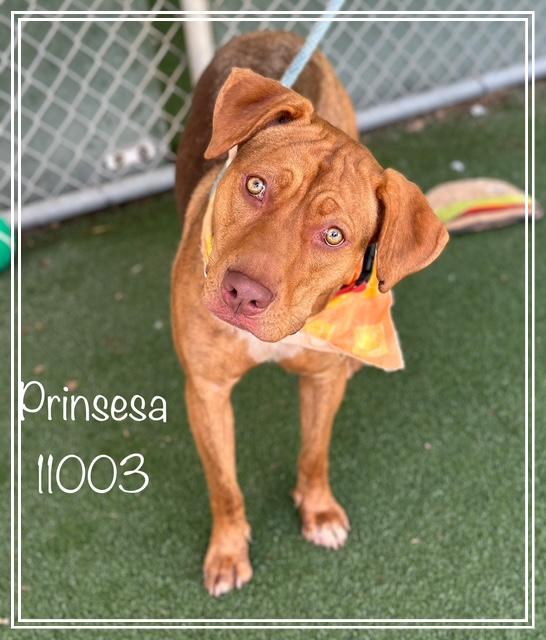 PRINSESA