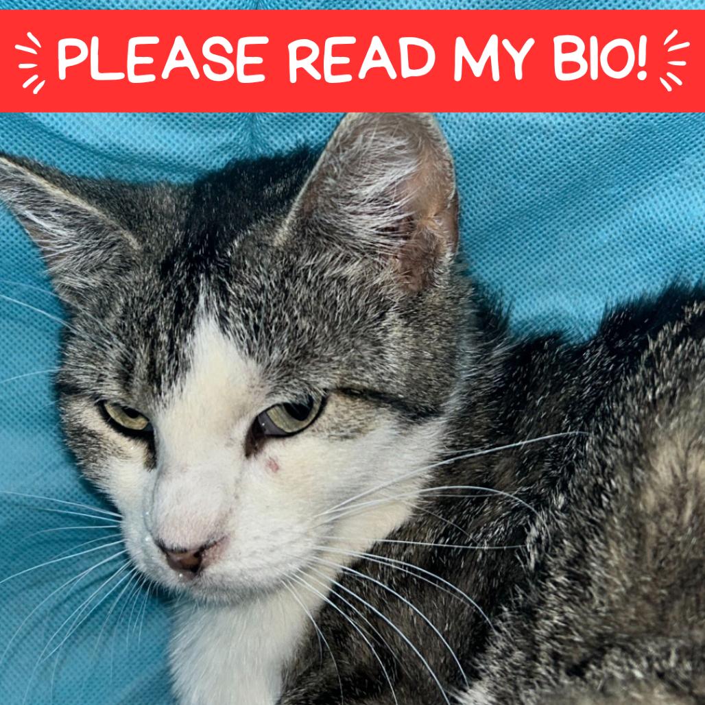 Enlarge Mama Gloria, a Adoptable Domestic Short Hair in Denver, CO image 1/1