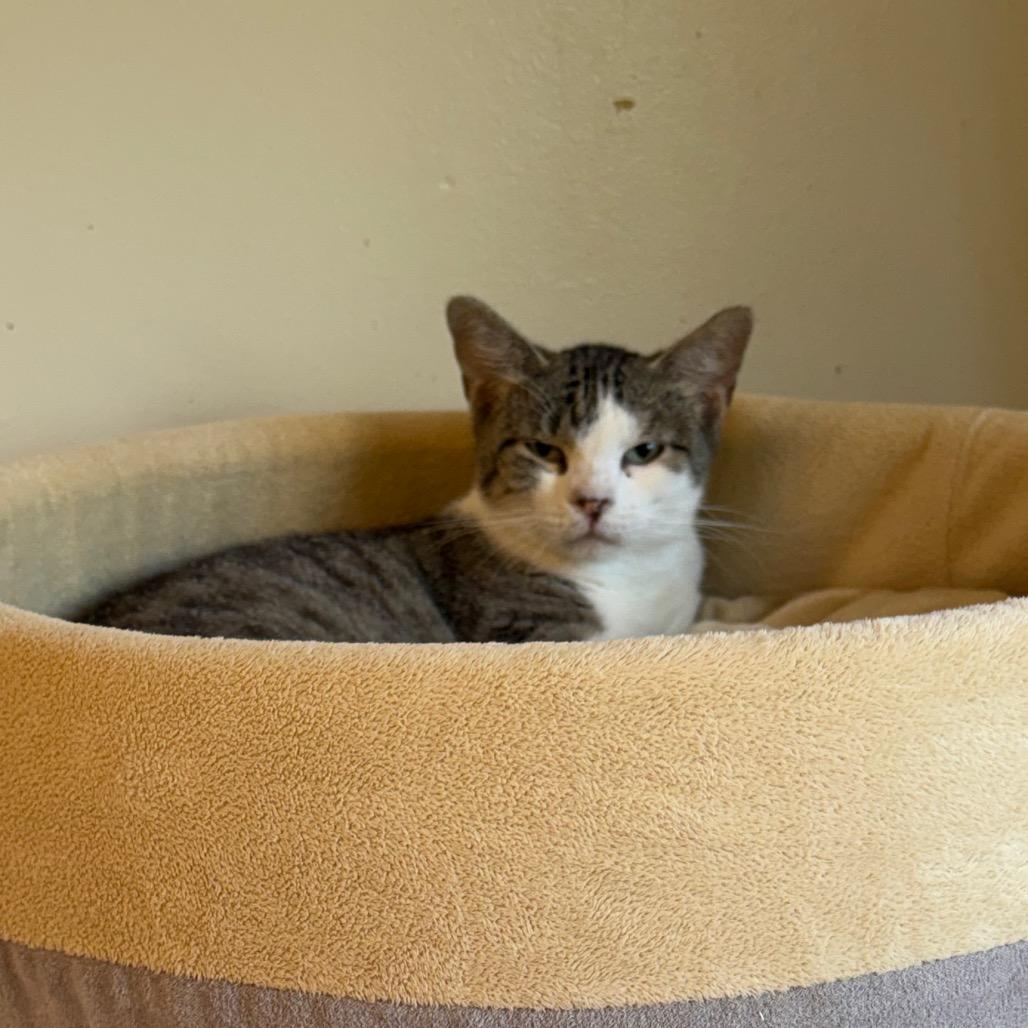 Mama Gloria, a Adoptable Domestic Short Hair in Denver, CO image 2/5