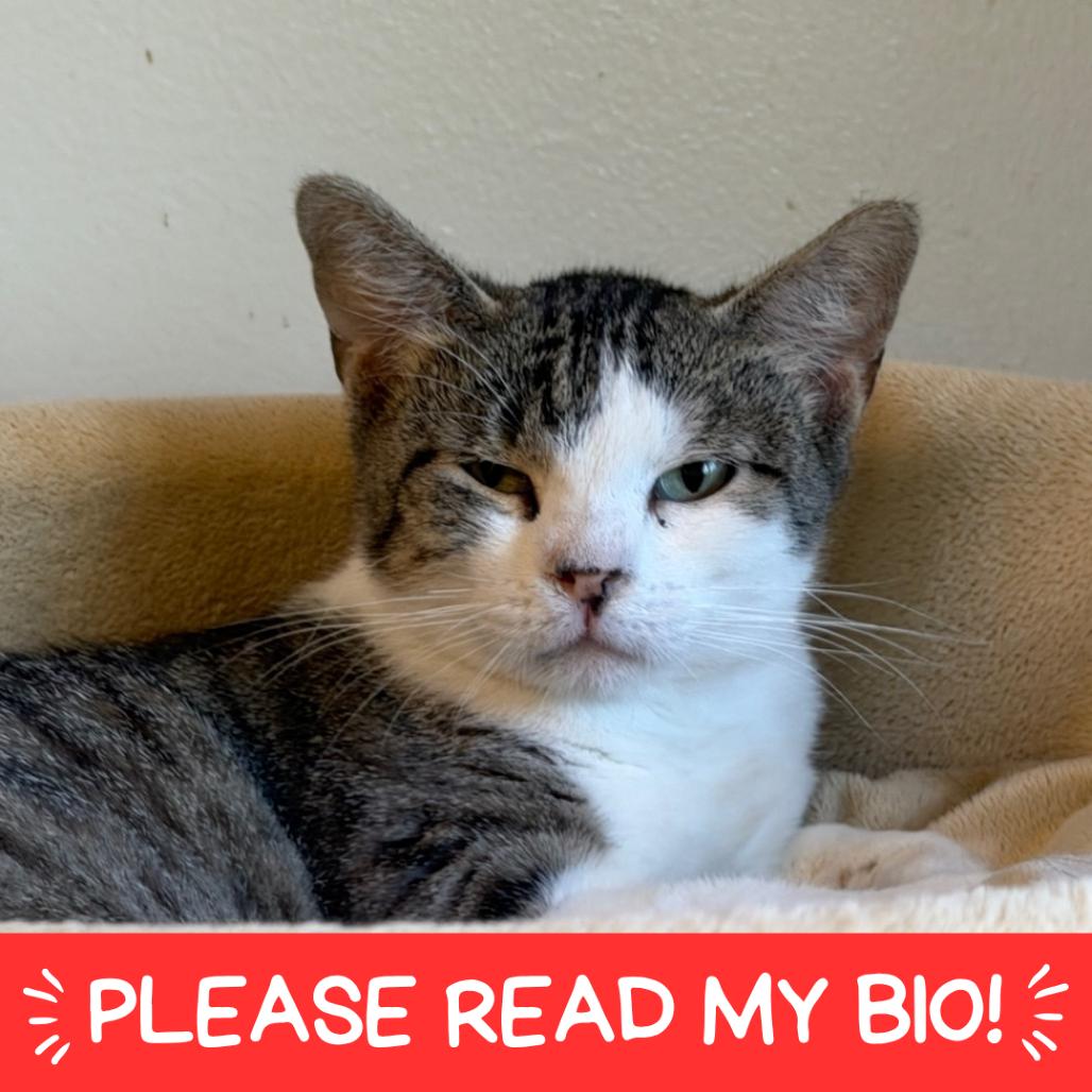 Enlarge Mama Gloria, a Adoptable Domestic Short Hair in Denver, CO image 3/6