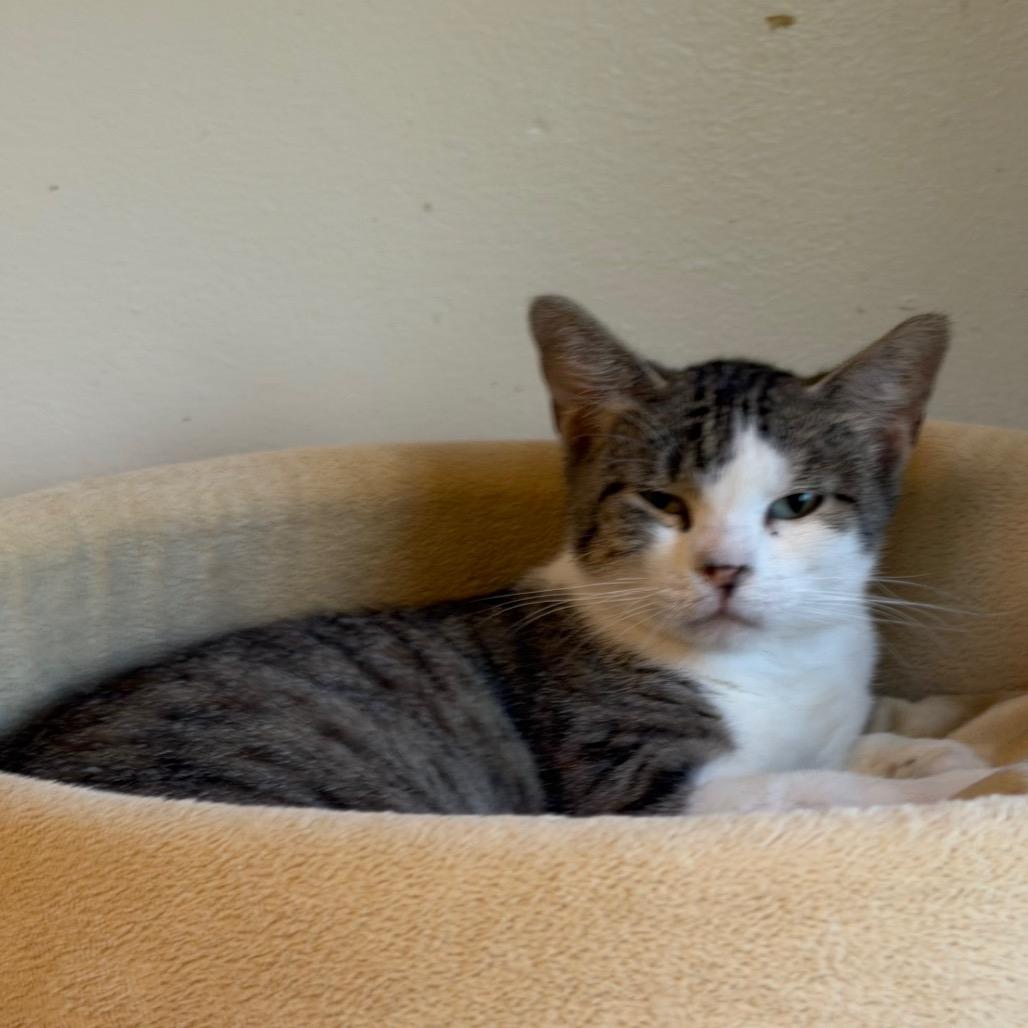 Mama Gloria, a Adoptable Domestic Short Hair in Denver, CO image 3/5