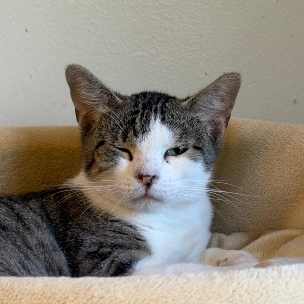 Mama Gloria, a Adoptable Domestic Short Hair in Denver, CO image 4/5