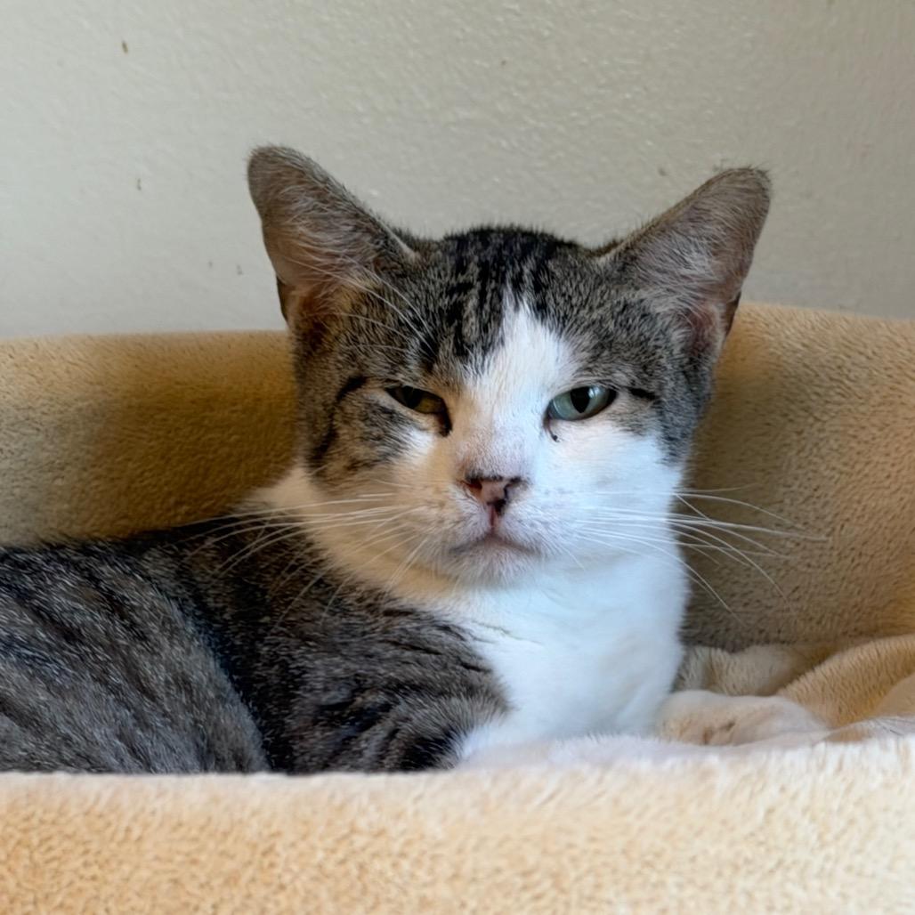 Mama Gloria, a Adoptable Domestic Short Hair in Denver, CO image 5/5