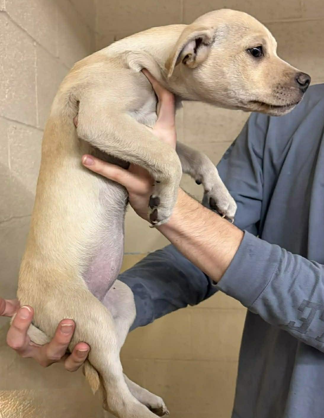 Enlarge MAXINE, a ADOPTABLE mixed breed in Waverly, TN image 2/2