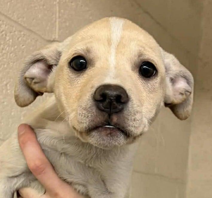 Enlarge MAXINE, a ADOPTABLE mixed breed in Waverly, TN image 1/2