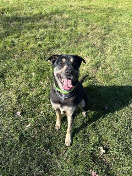 Jax, Adoptable, Adult Male German Shepherd Dog & Mixed Breed.