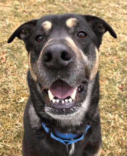 Enlarge Jax, a Adoptable mixed breed in Shohola, PA image 2/3
